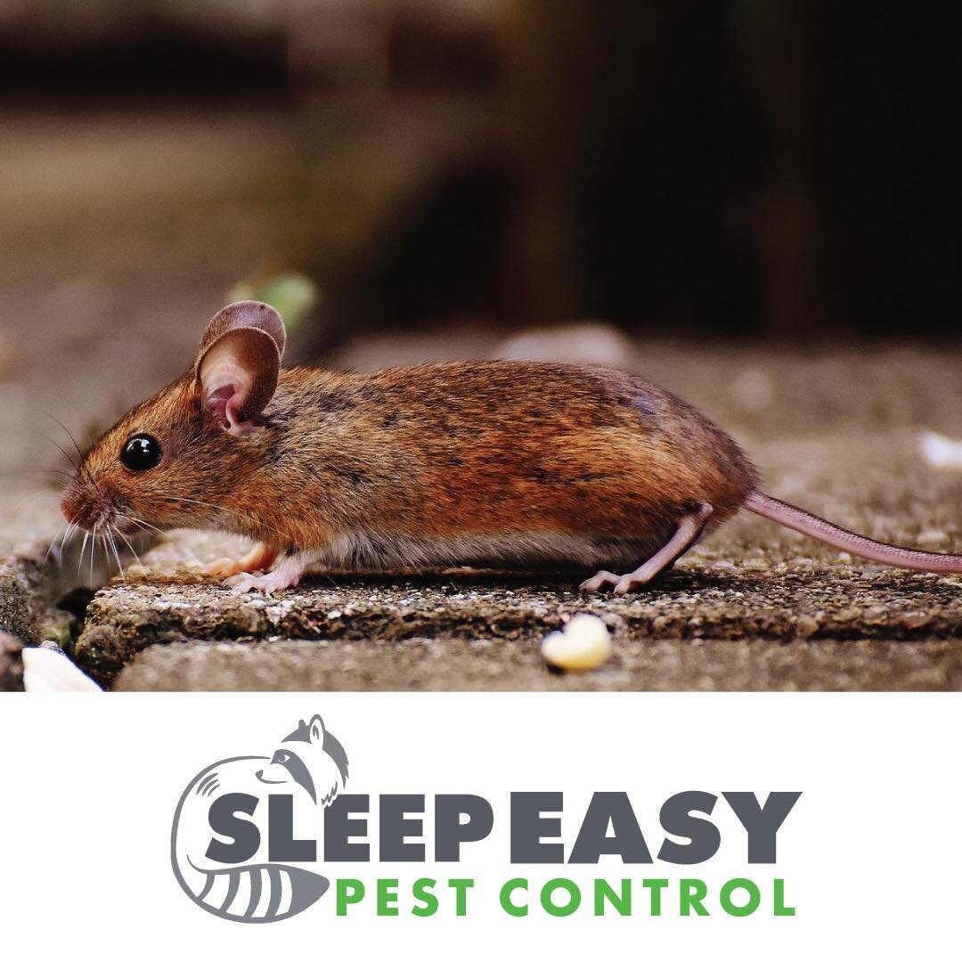 MICE

🐭 Mice are a nocturnal rodent, which means they are most active at night. They have a pointed snout, small rounded ears, a body-length scaly tail, and a high breeding rate. Mice have a gestating period of 19 &ndash; 21 days. A mouse can get pr