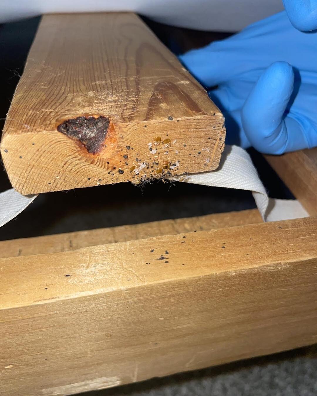 BED BUGS

🛌 Get a better night's sleep with our bed bug removal services.

In these on site photos you can see the unwanted guests making their home in the wooden frame of a bed.
We have a new treatment to add to our services called Aprehend Kind to