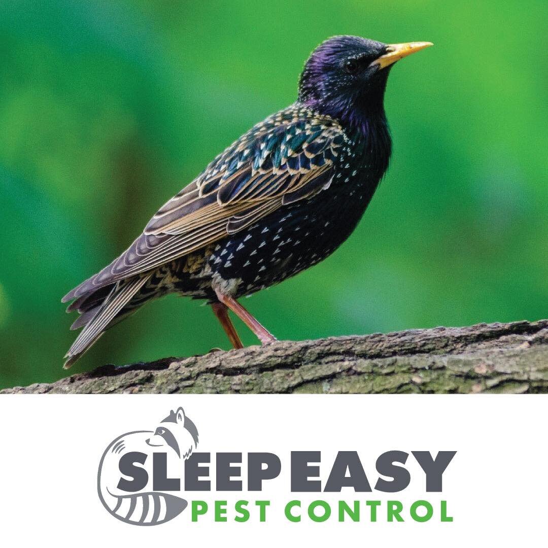 BIRDS

🐦 While any bird could pose a problem and need removal from your home, the most common is starlings. Starlings are a small to medium sized bird and the most common problem caused by them is damage to ones crop. Their corrosive droppings can d