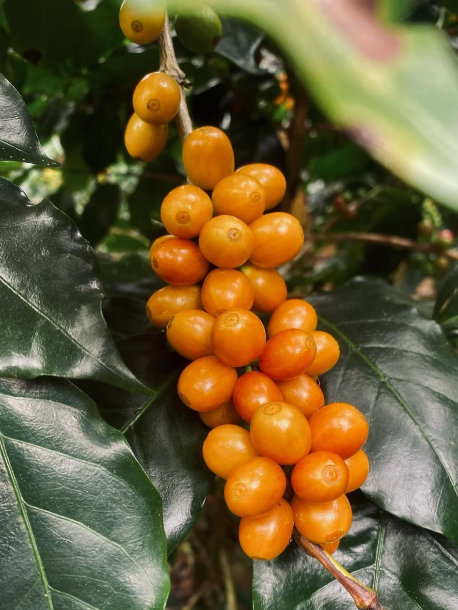 Screenshot 2025-12-15 at 11.53.48 AM.png