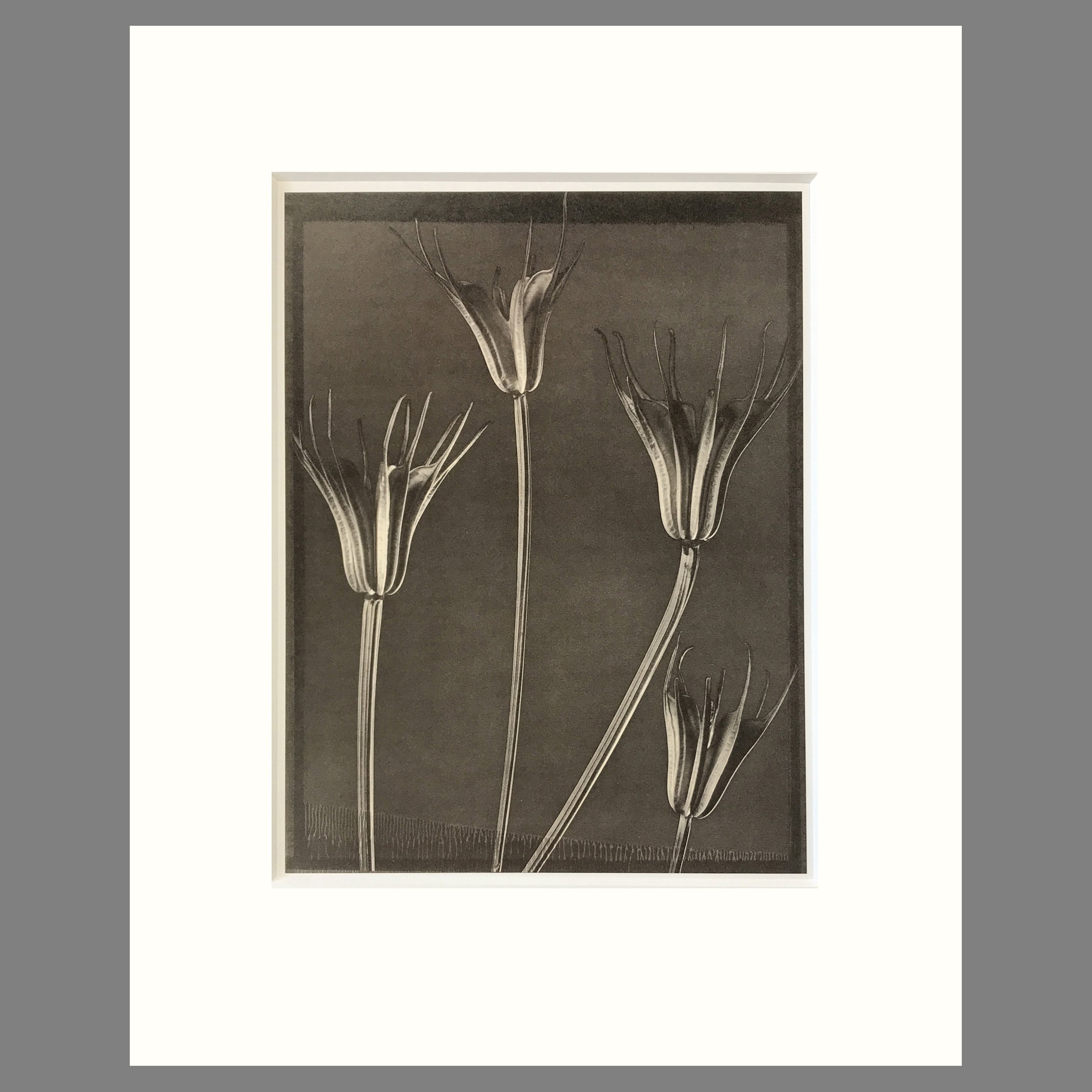 Nigella Pods - Matted Flower Print - Tom Baril Photograph - Plate 44 Botanica - 16 x 20 Inches