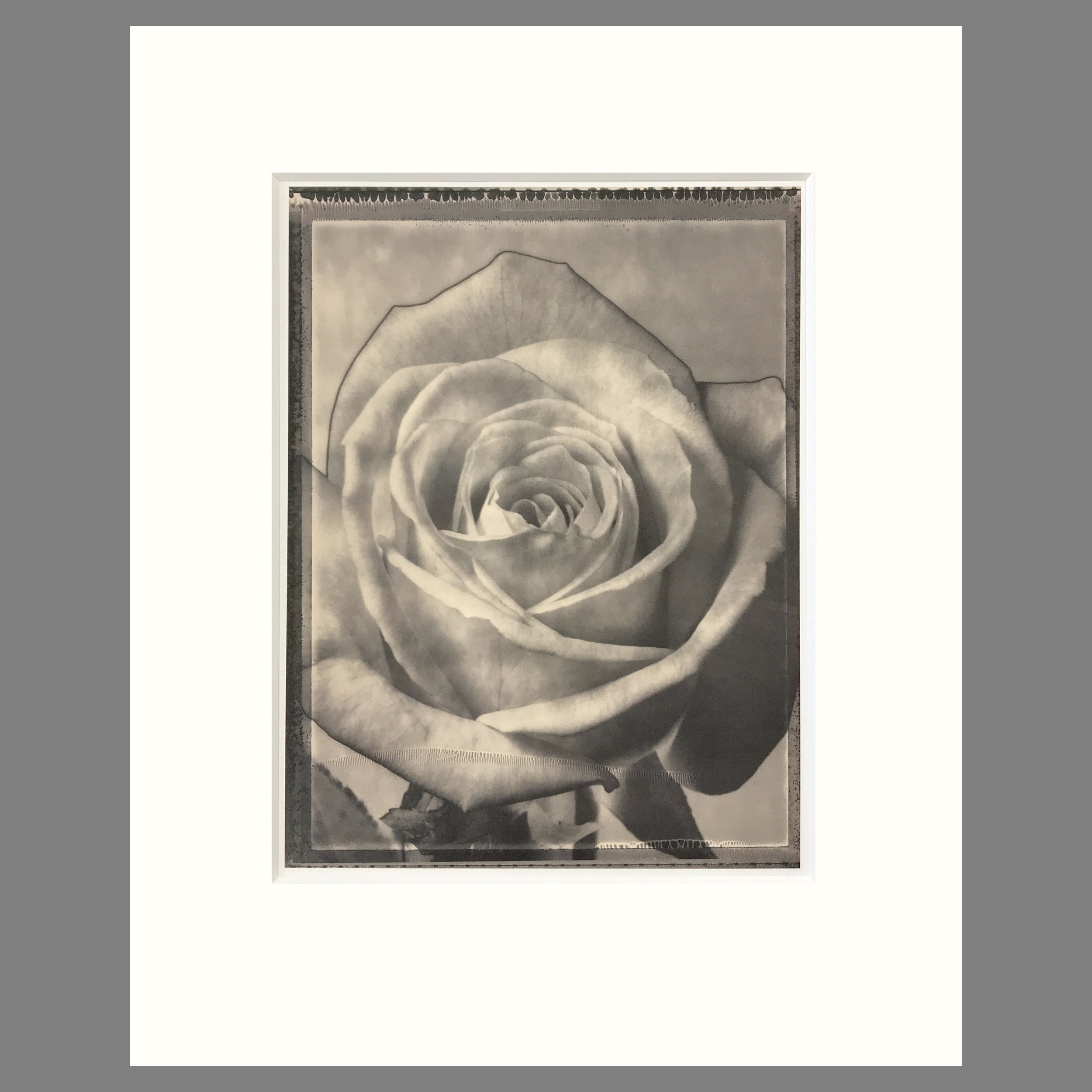 Rose - Matted Flower Print - Tom Baril Photograph - Plate 18 Botanica - 16 x 20 Inches