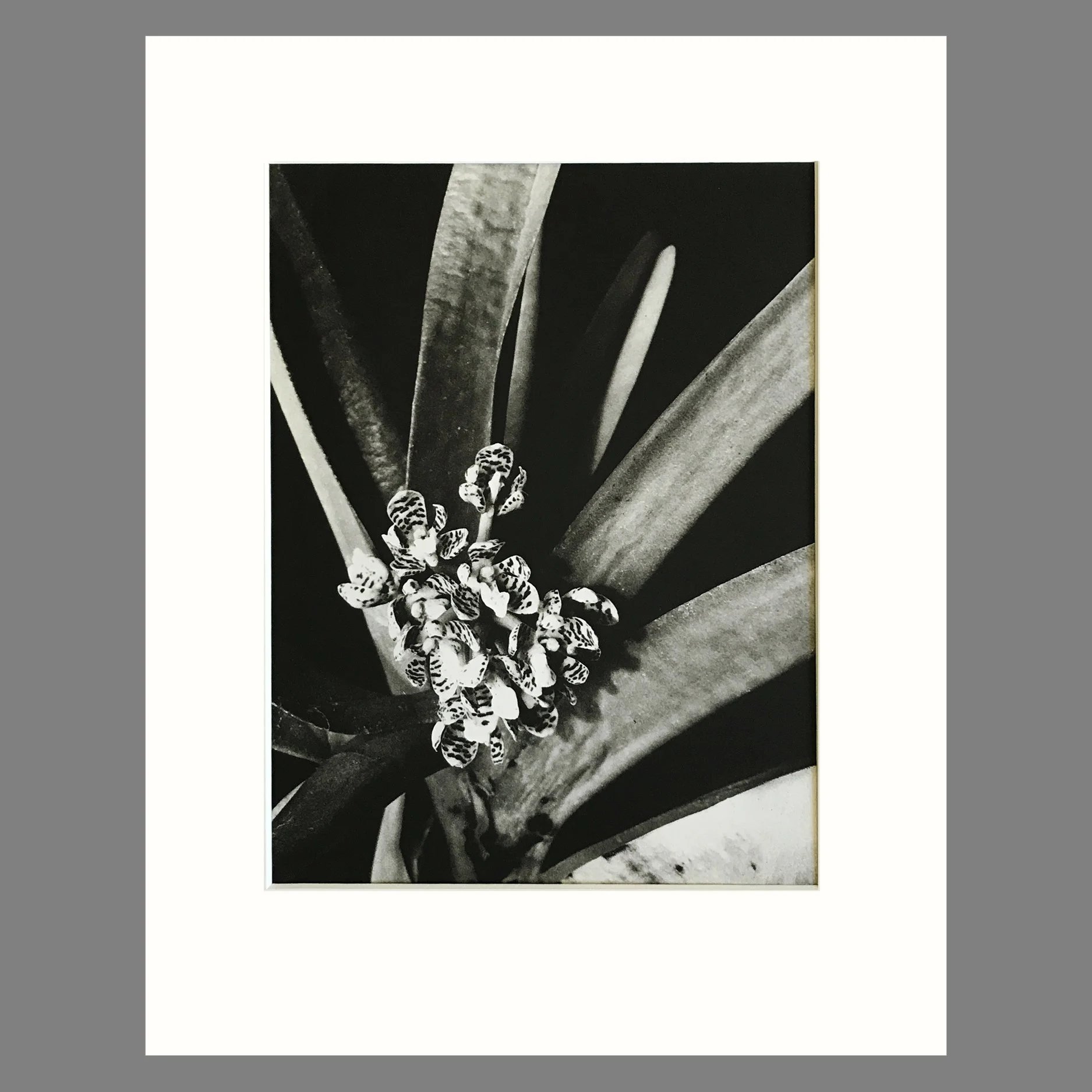 Plate 225 - Acampe, A. pachyglossa.jpg