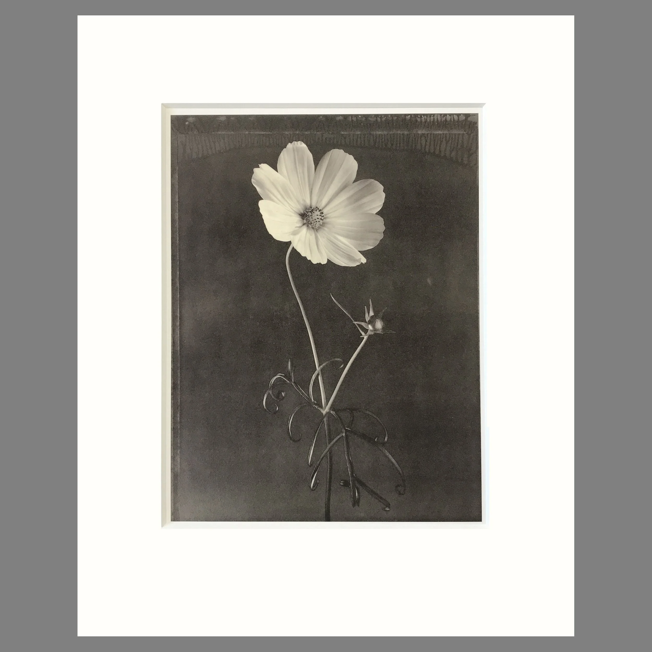 Cosmos - Matted Flower Print - Tom Baril Photograph - Plate 43 Botanica - 16 x 20 Inches