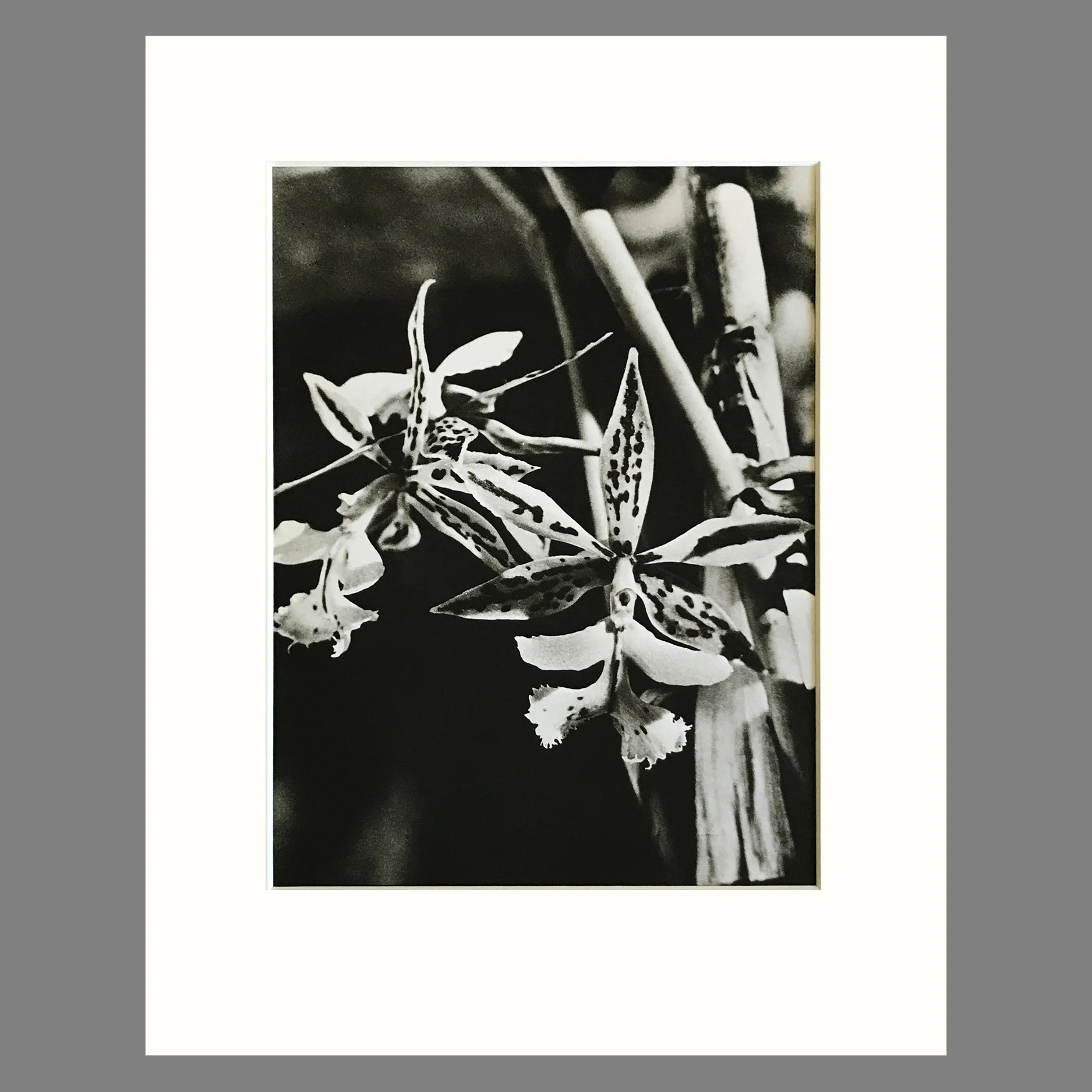 Plate 43 - Epidendrum, E. stamfordianum.jpg