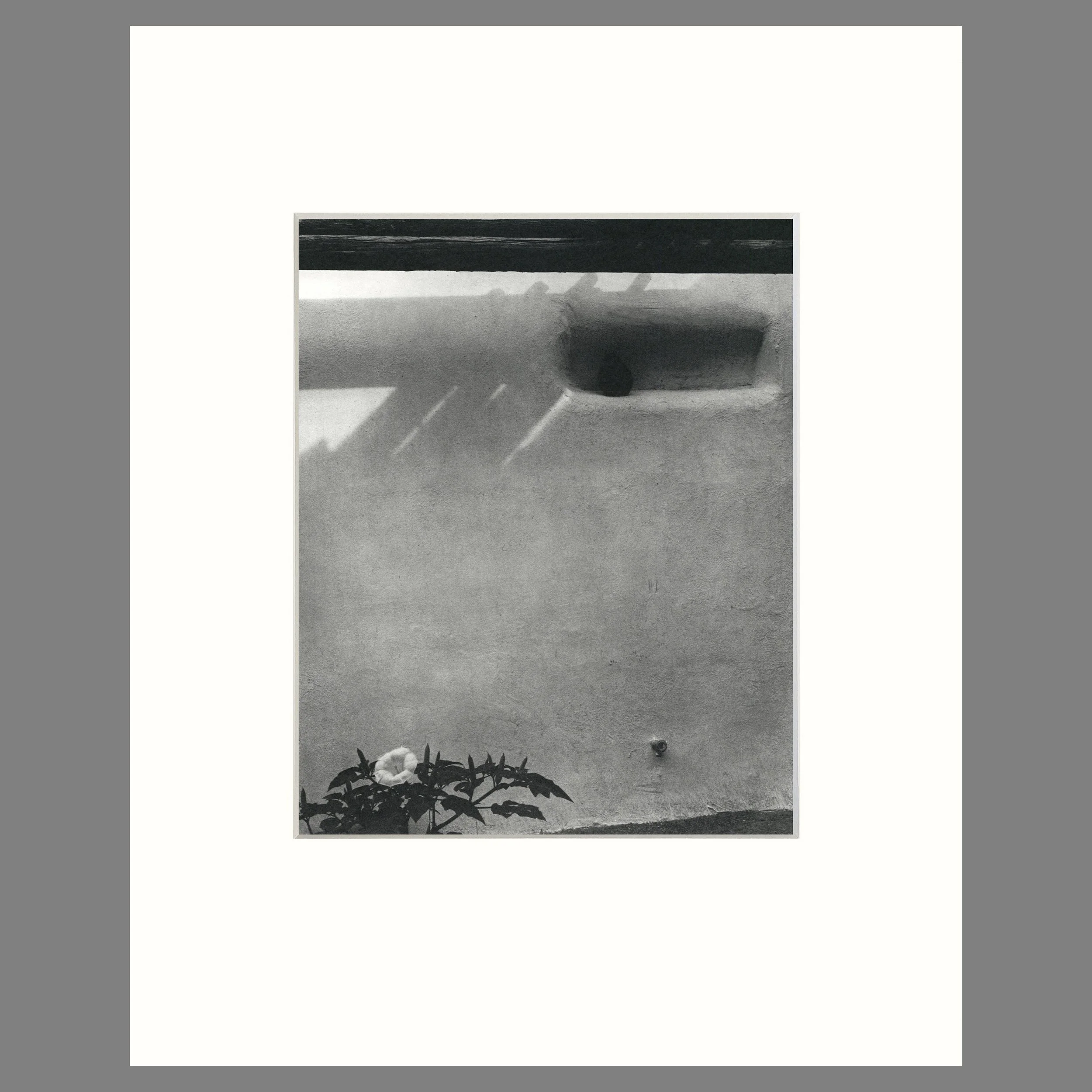 Jimson Weed in Roofless Room, Abiquiu, 1960 - Georgia O'Keeffe Home - Todd Webb Photograph - 16 x 20 Matted Print