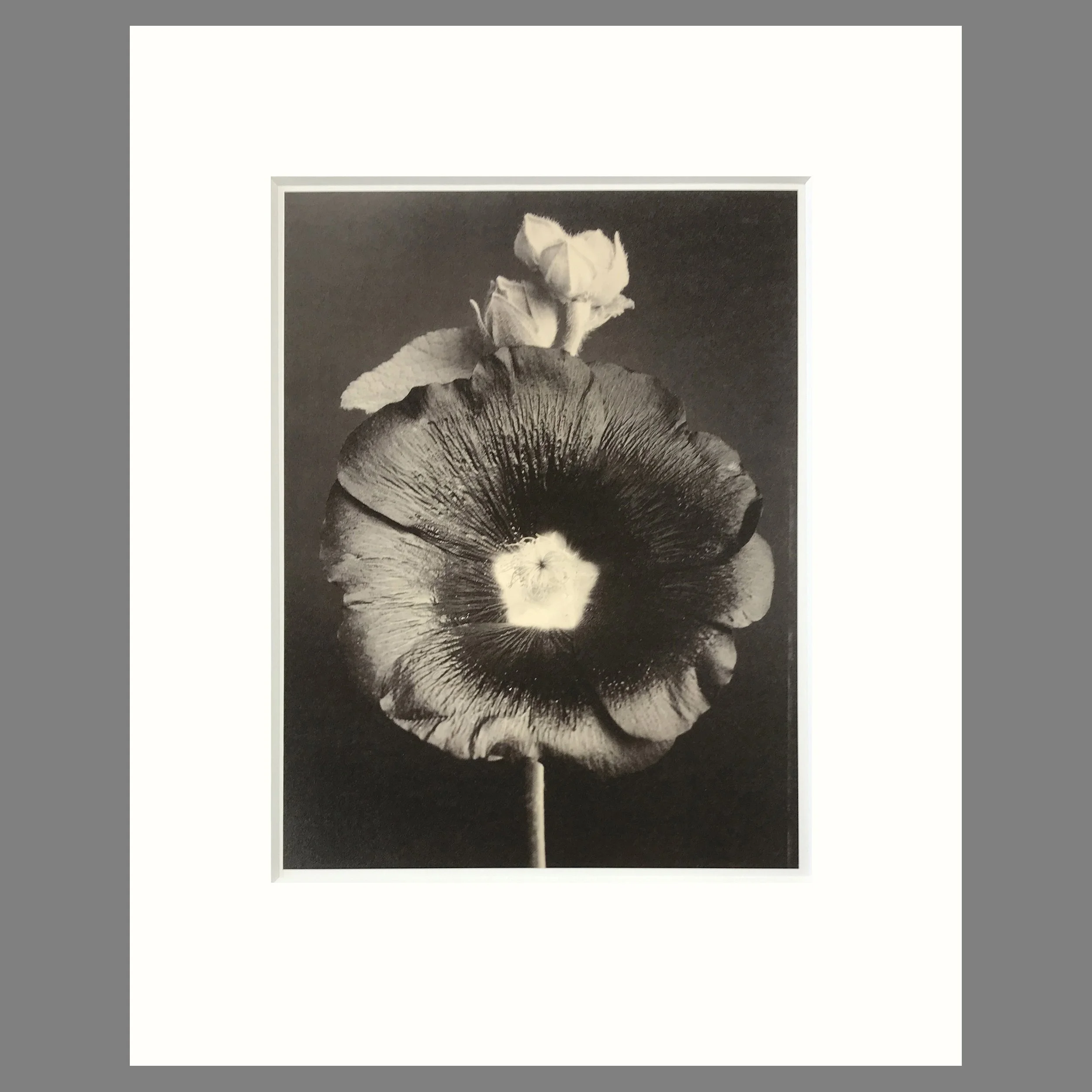 Hollyhock - Matted Flower Print - Tom Baril Photograph - Plate 9 Botanica - 16 x 20 Inches
