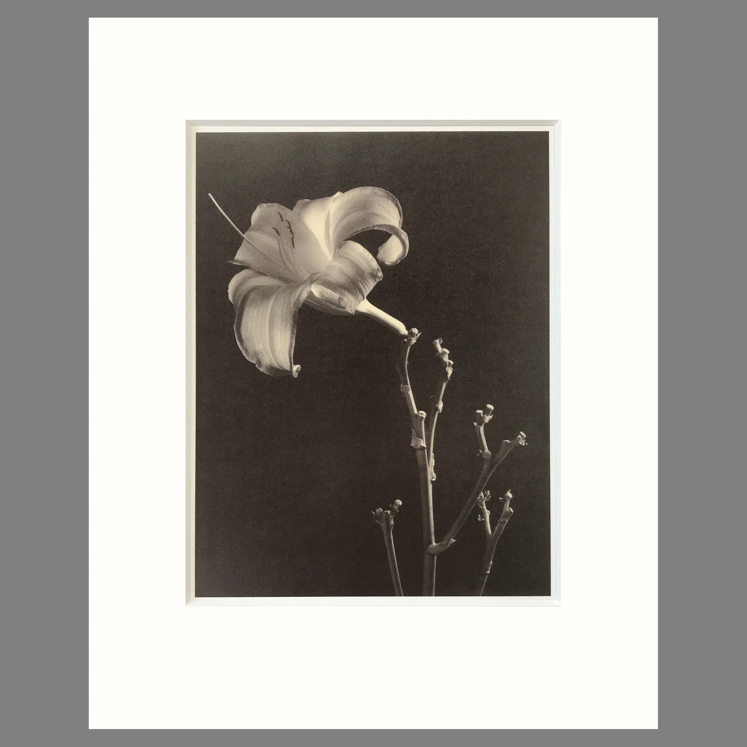 Day Lily - Matted Flower Print - Tom Baril Photograph - Plate 45 Botanica - 16 x 20 Inches