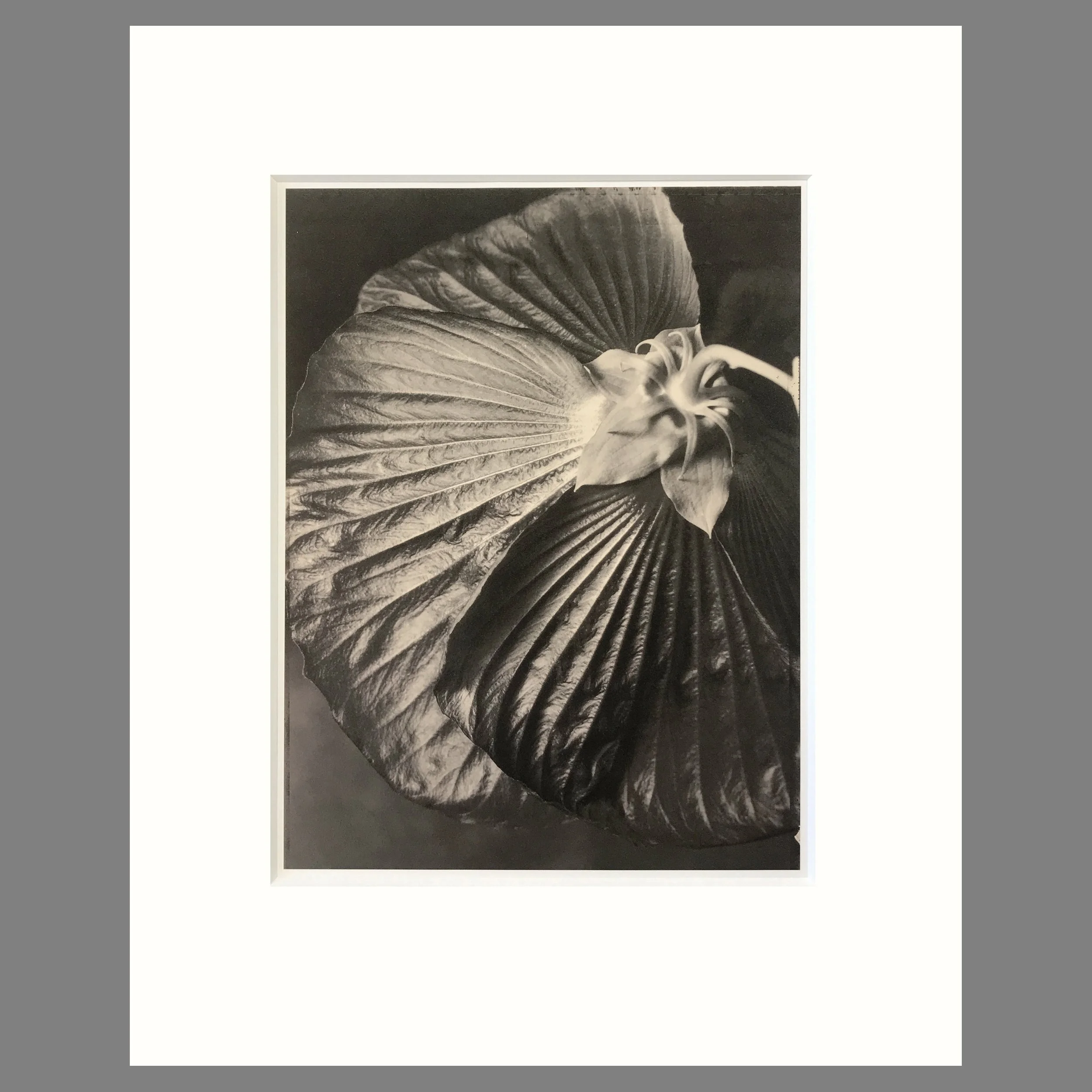 Hibiscus - Matted Flower Print - Tom Baril Photograph - Plate 27 Botanica - 16 x 20 Inches