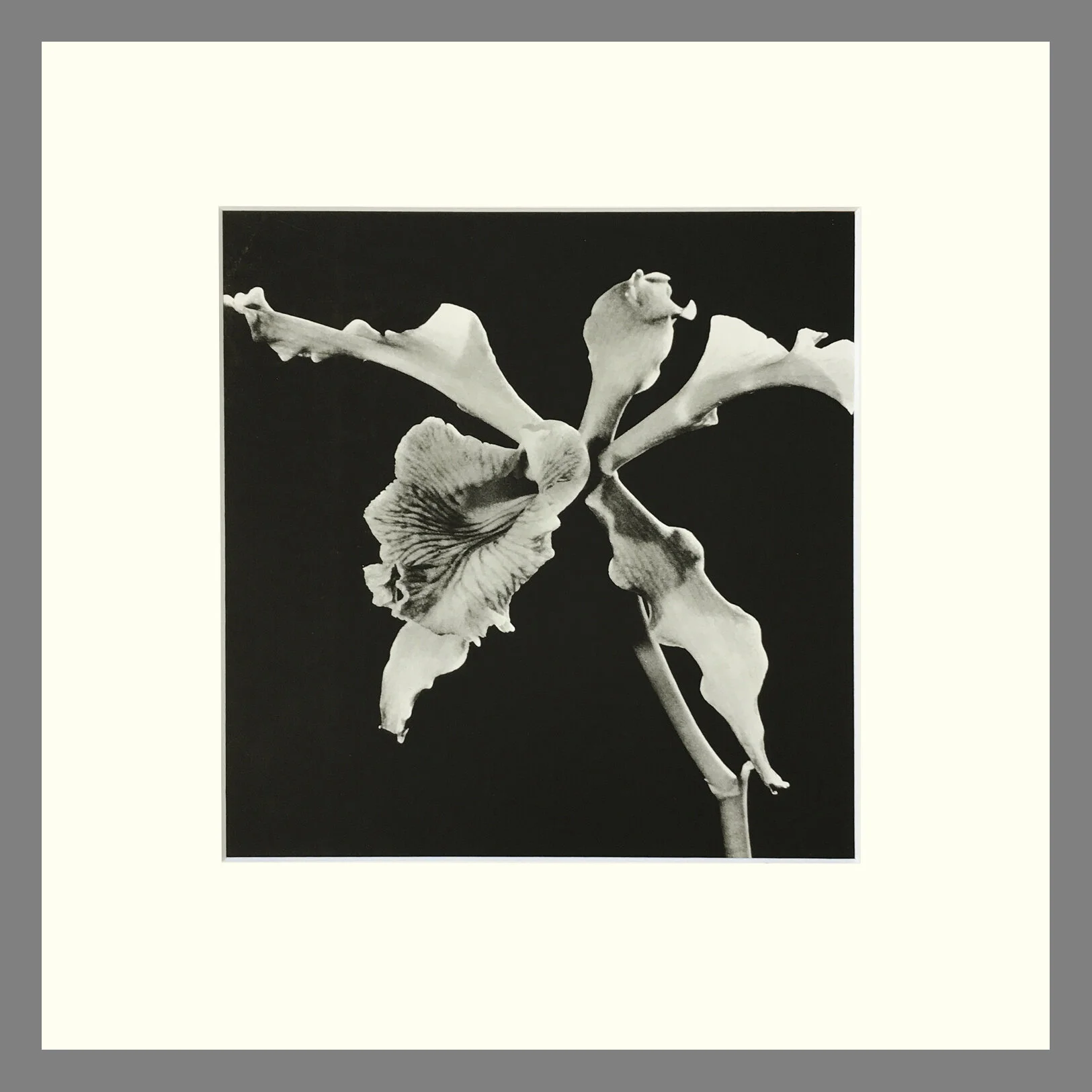 Black and White Orchid Print - Laelia Orchid Plate 63 - 16 x 16 Matted Print