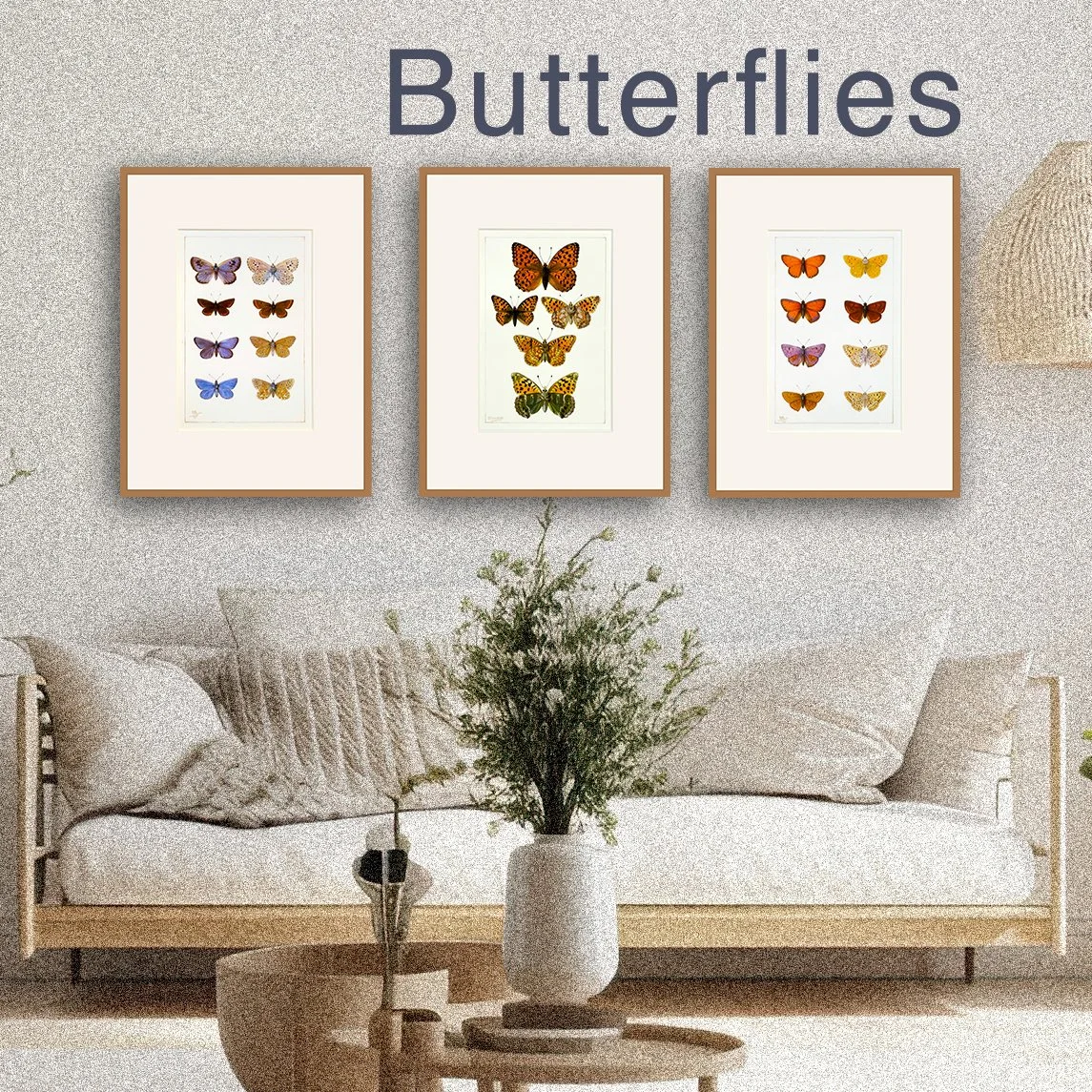 Meunier - Butterflies