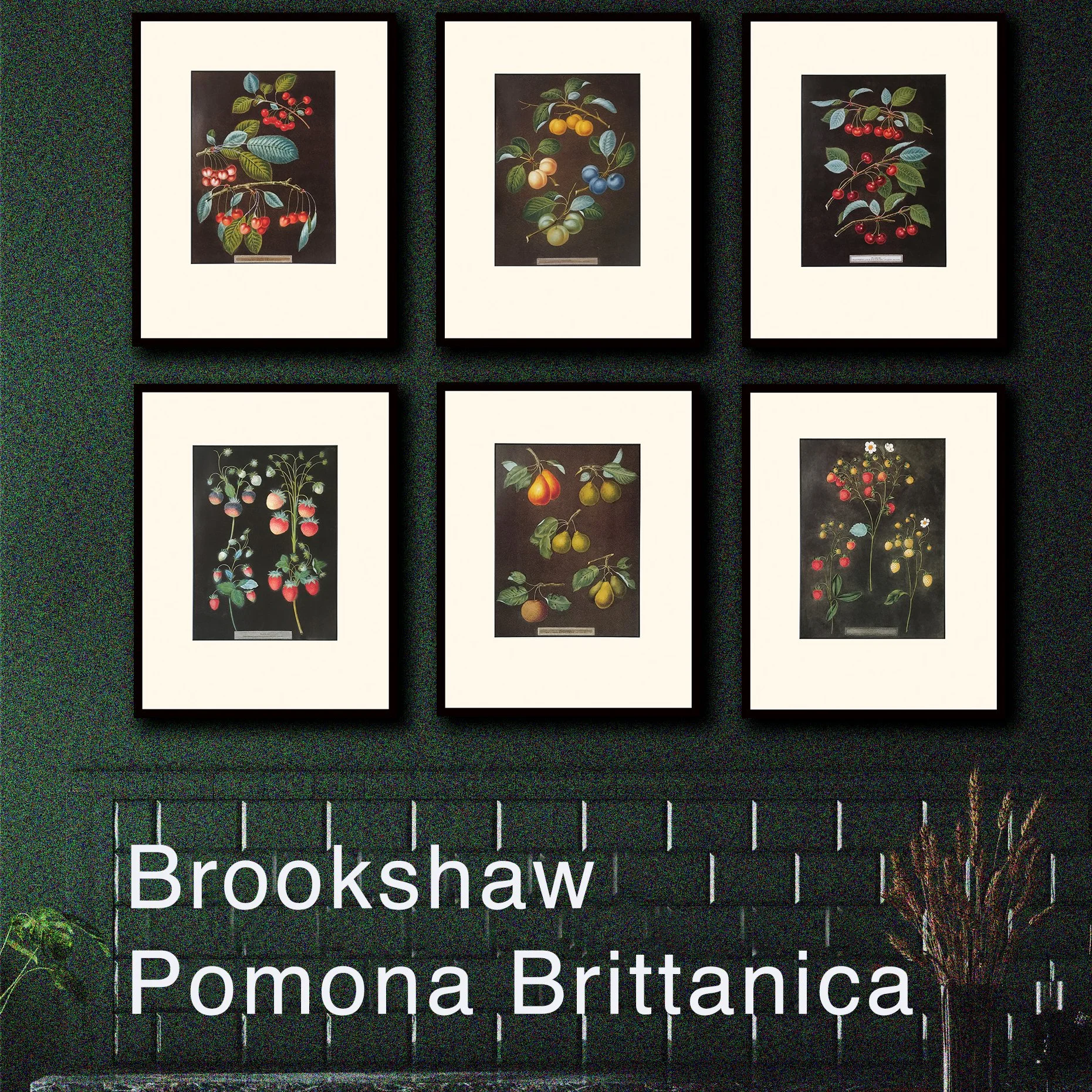 George Brookshaw - Pomona Britannica
