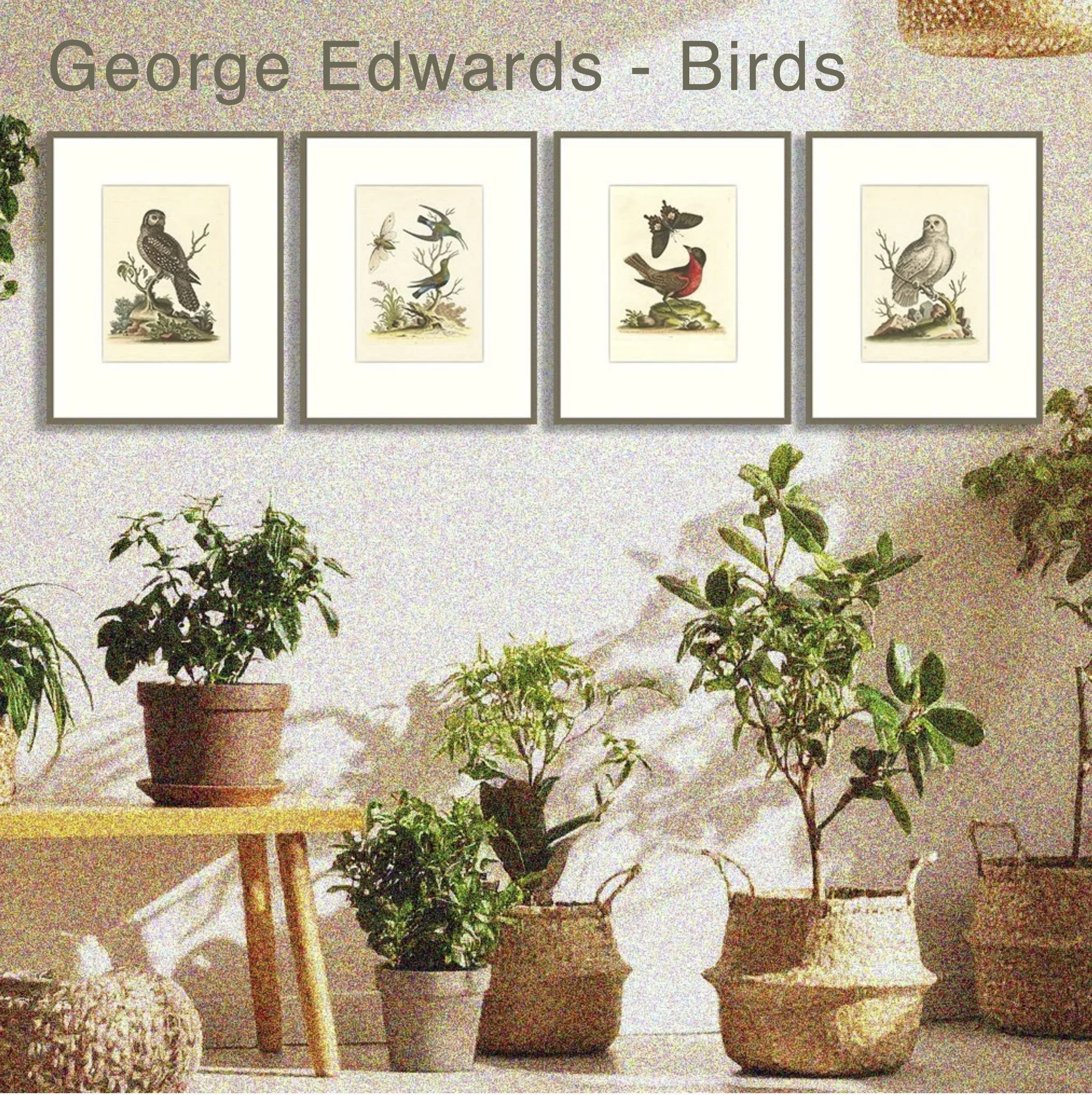 George Edwards - Birds