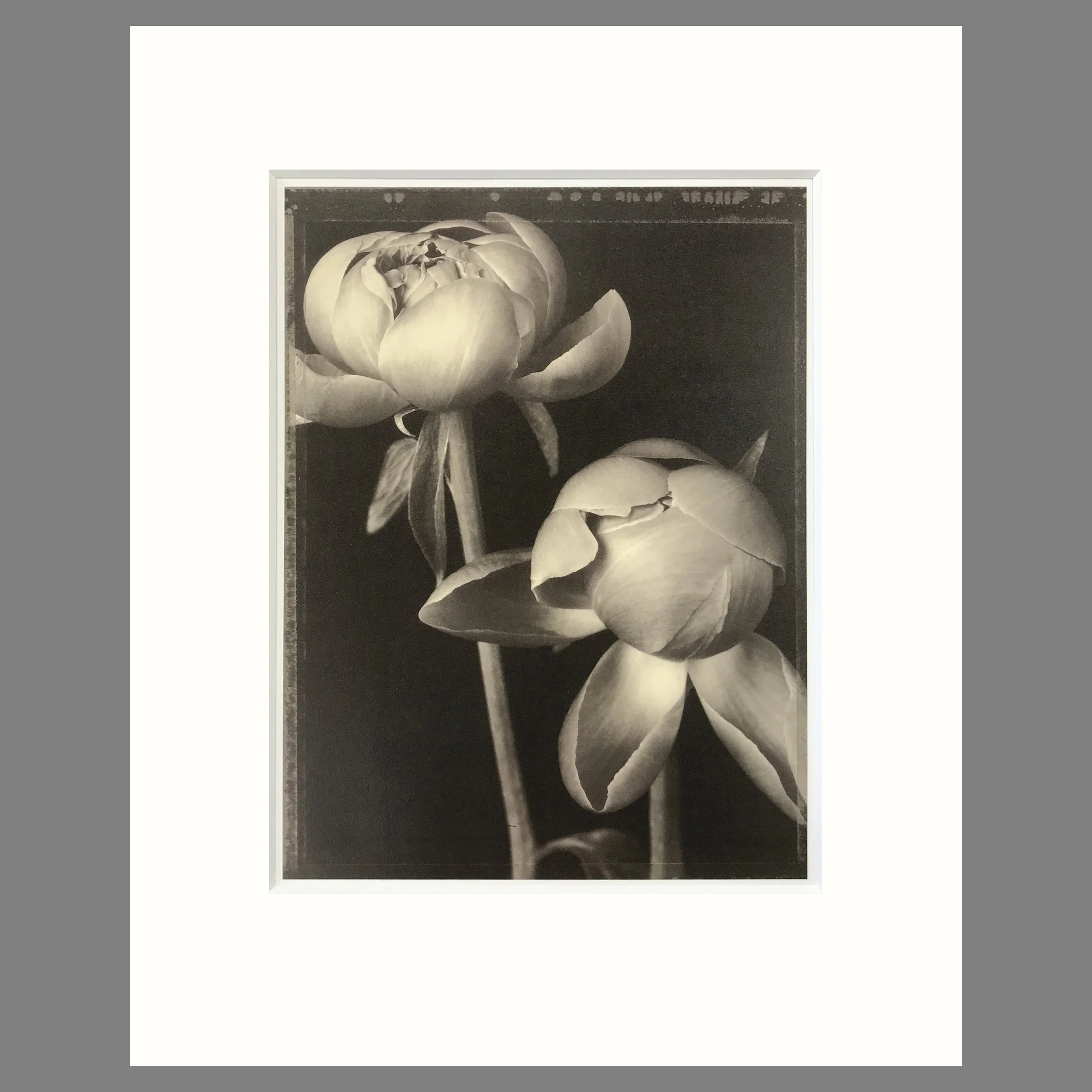 Peony Buds - Matted Flower Print - Tom Baril Photograph - Plate 21 Botanica - 16 x 20 Inches