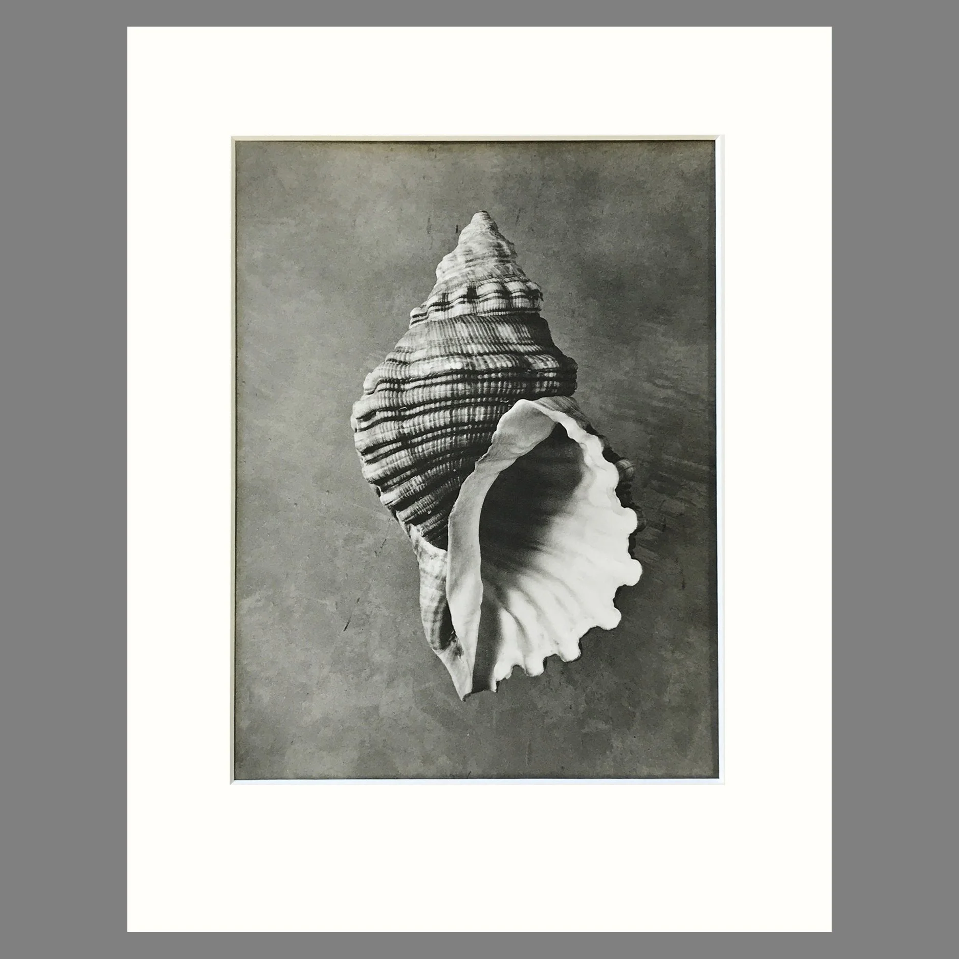 Black and White Shell Photograph - Triton Shell Plate 54 - 11 x 14 Matted Print