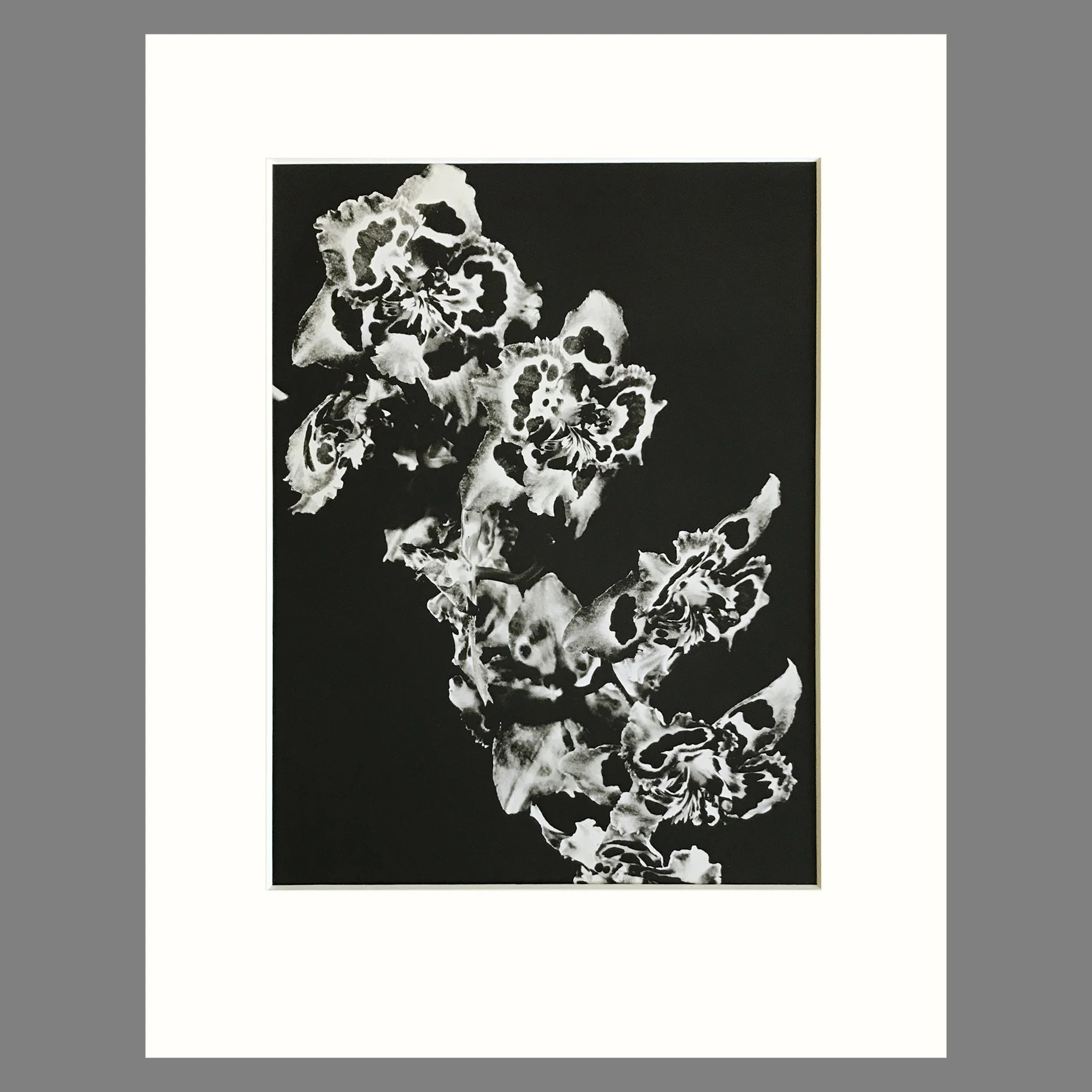 Plate 172 - Odontoglossum, O. Tees.jpg