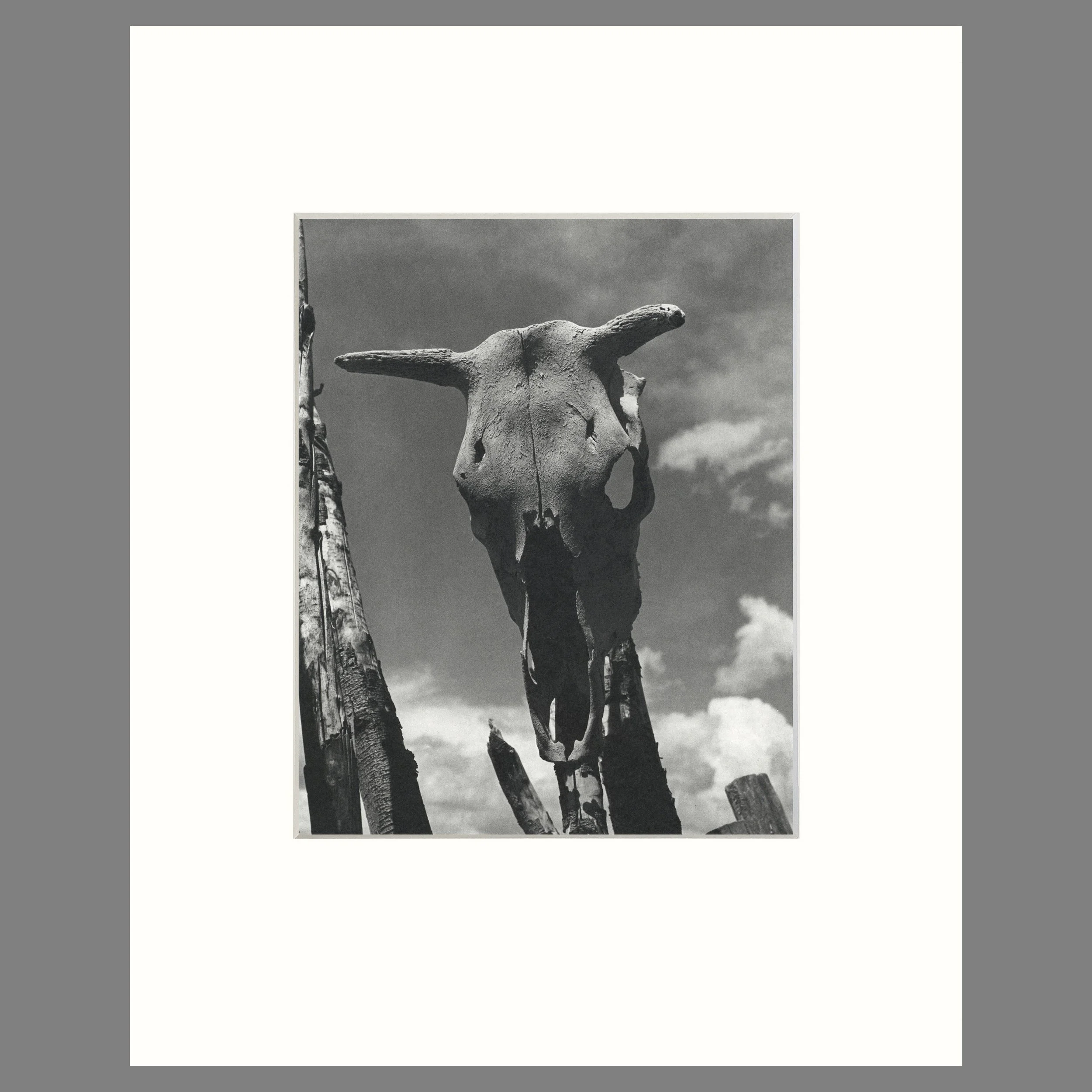 Cow Skull, Chimayo, New Mexico, 1955 - Todd Webb Photograph - 16 x 20 Matted print