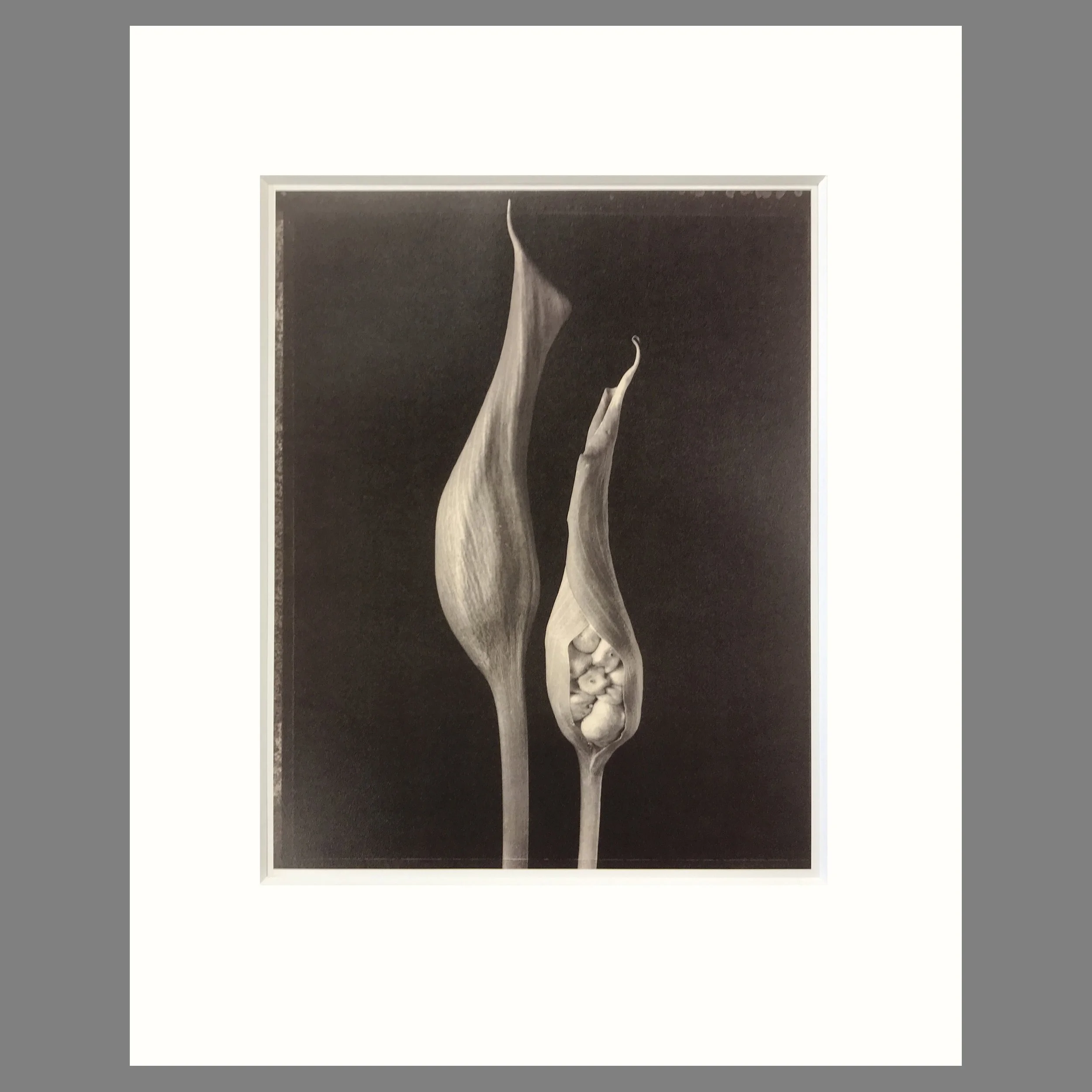 Calla Lily Pods - Matted Flower Print - Tom Baril Photograph - Plate 8 Botanica - 16 x 20 Inches