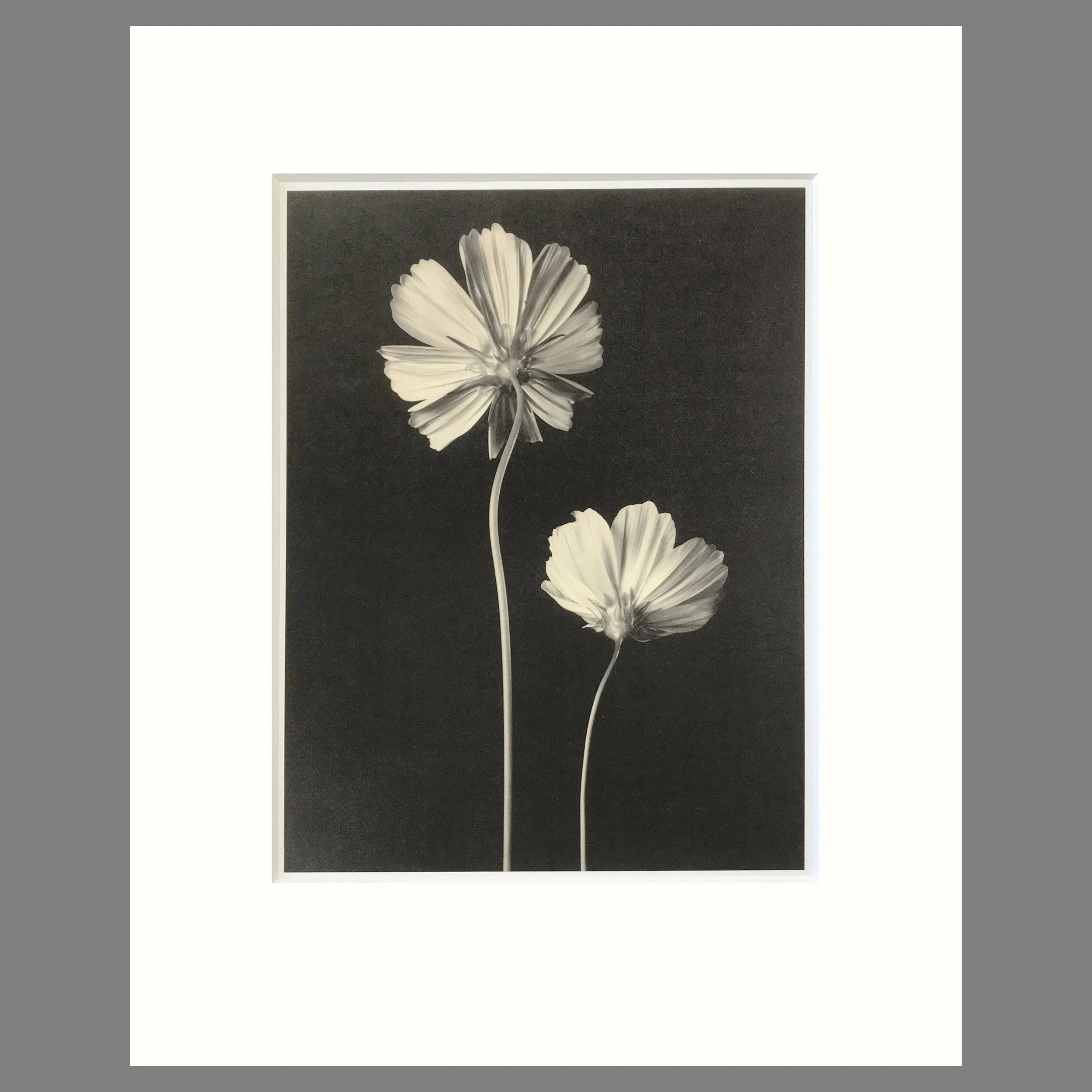 Two Cosmos - Matted Flower Print - Tom Baril Photograph - Plate 38 Botanica - 16 x 20 Inches