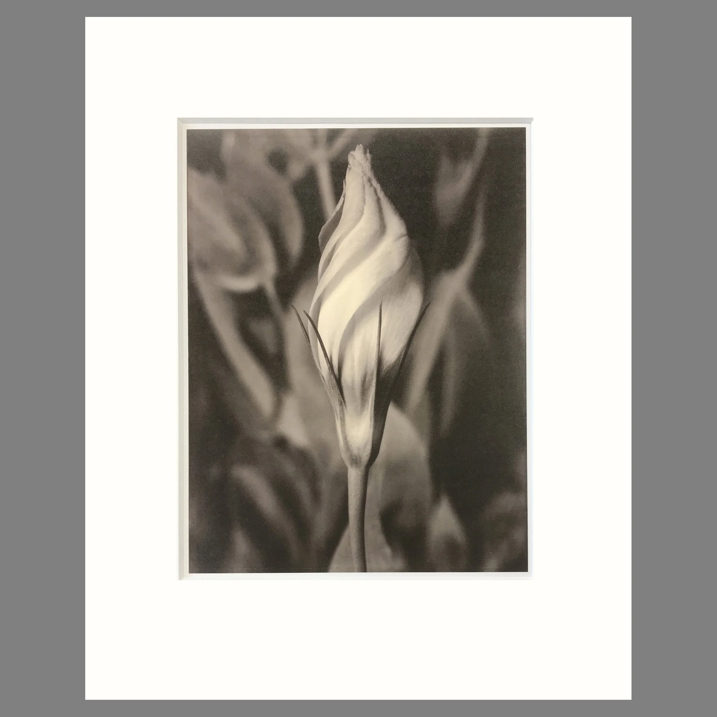 Lisianthus - Eustoma - Matted Flower Print - Tom Baril Photograph - Plate 2 Botnica - 16 x 20 Inches