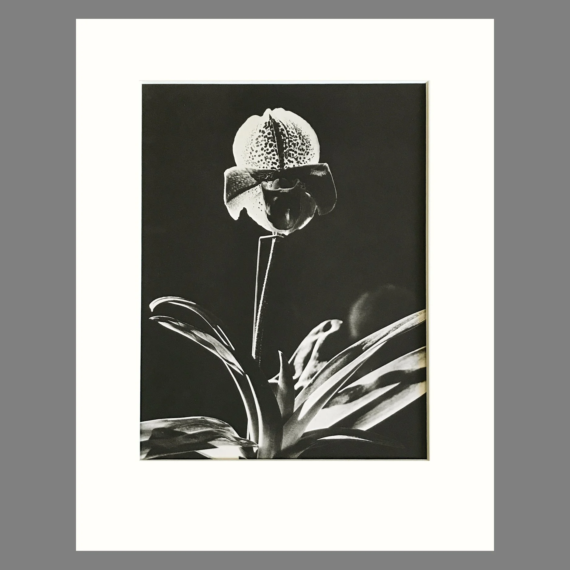Plate 15 - Paphiopedilum, P. Milmoore.jpg