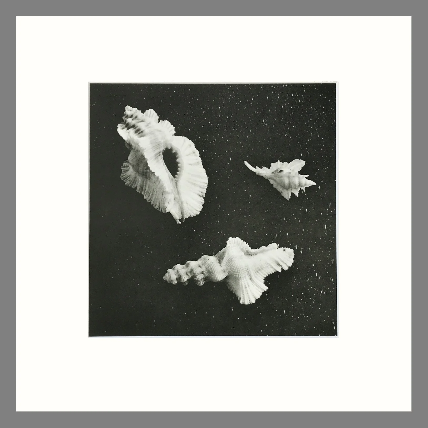 Shell Plate 64.jpg