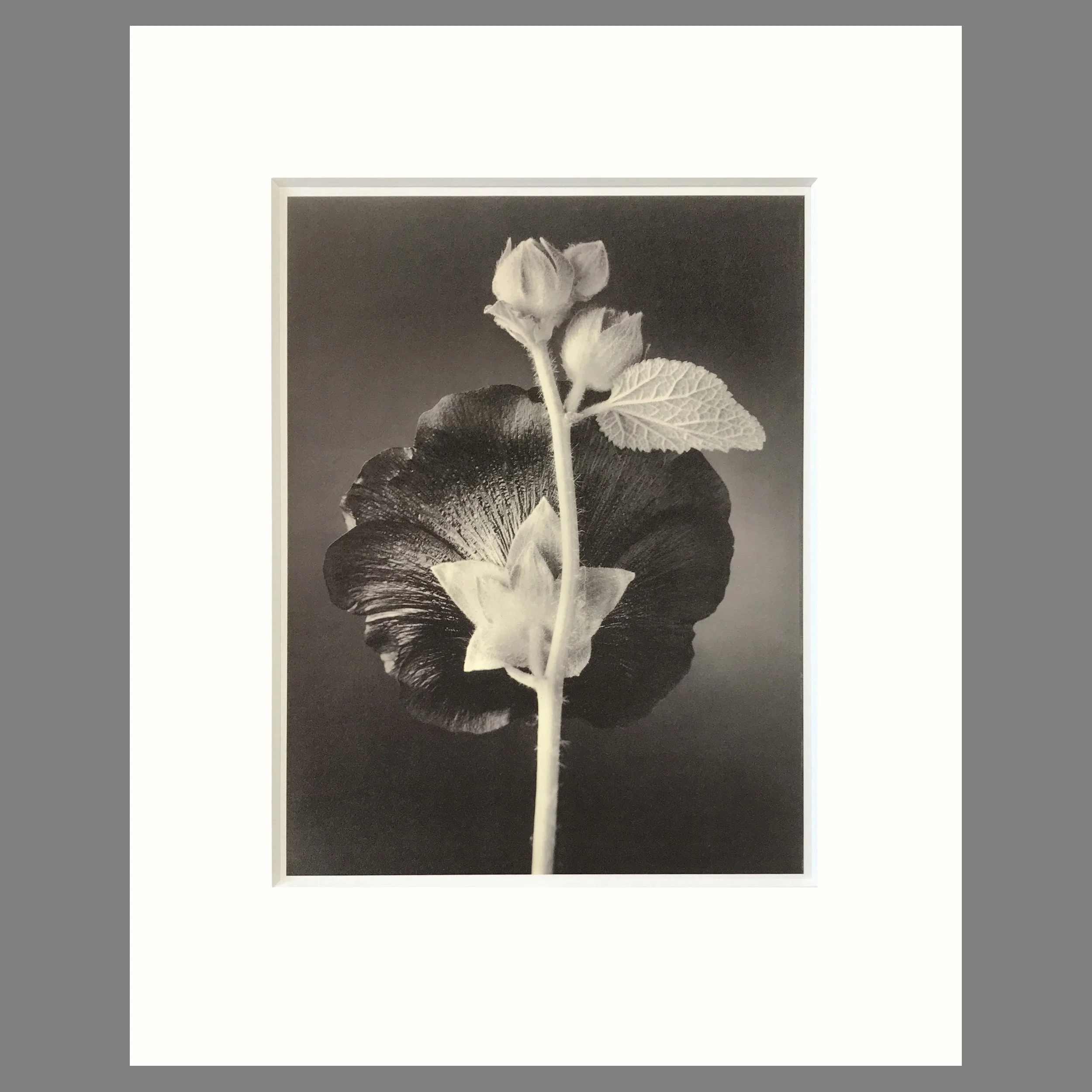 Hollyhock - Matted Flower Print - Tom Baril Photograph - Plate 41 Botanica - 16 x 20 Inches