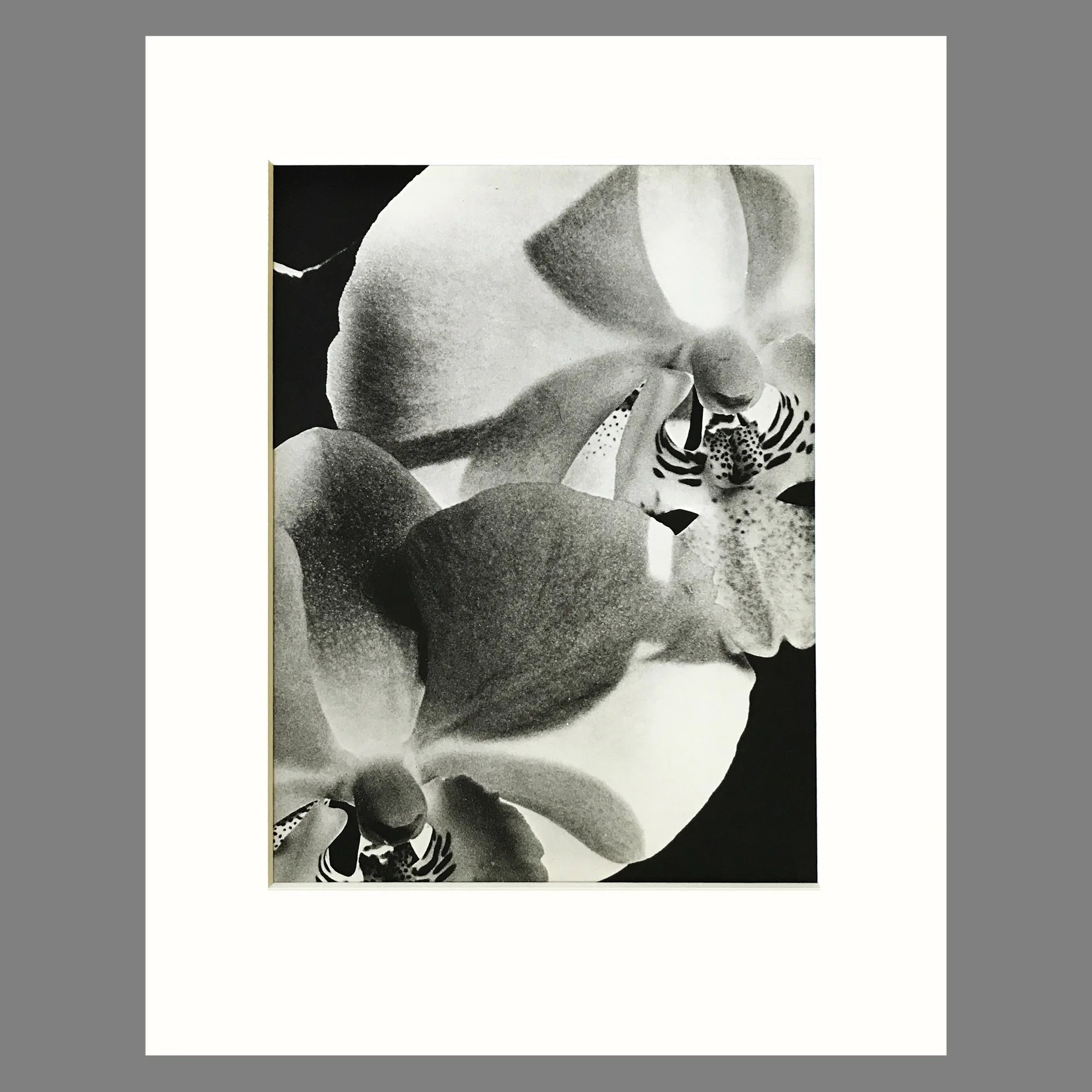 Plate 198 - Phaleanopsis.jpg