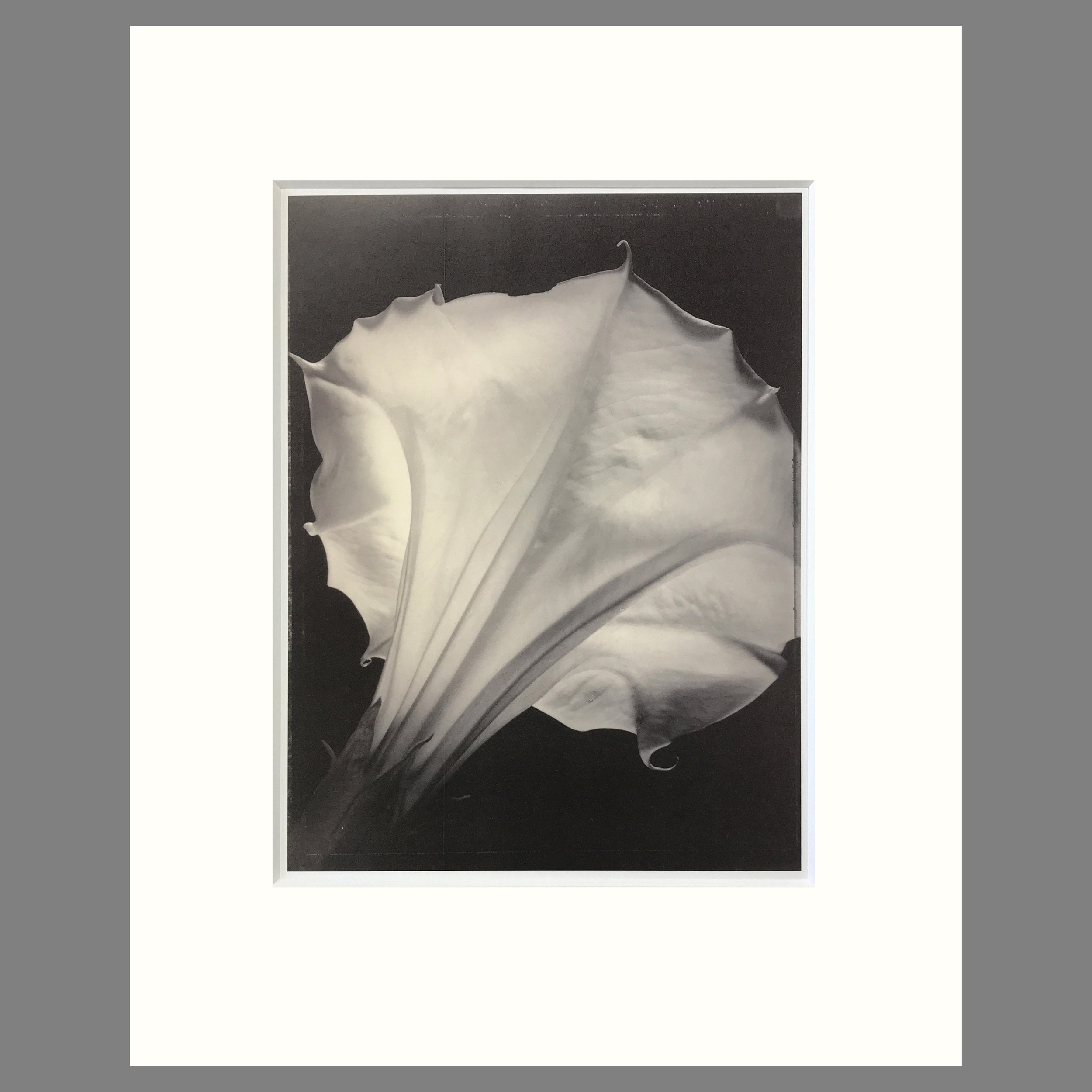Datura - Matted Flower Print - Tom Baril Photographer - Plate 1 Botanica - 16 x 20 Inches