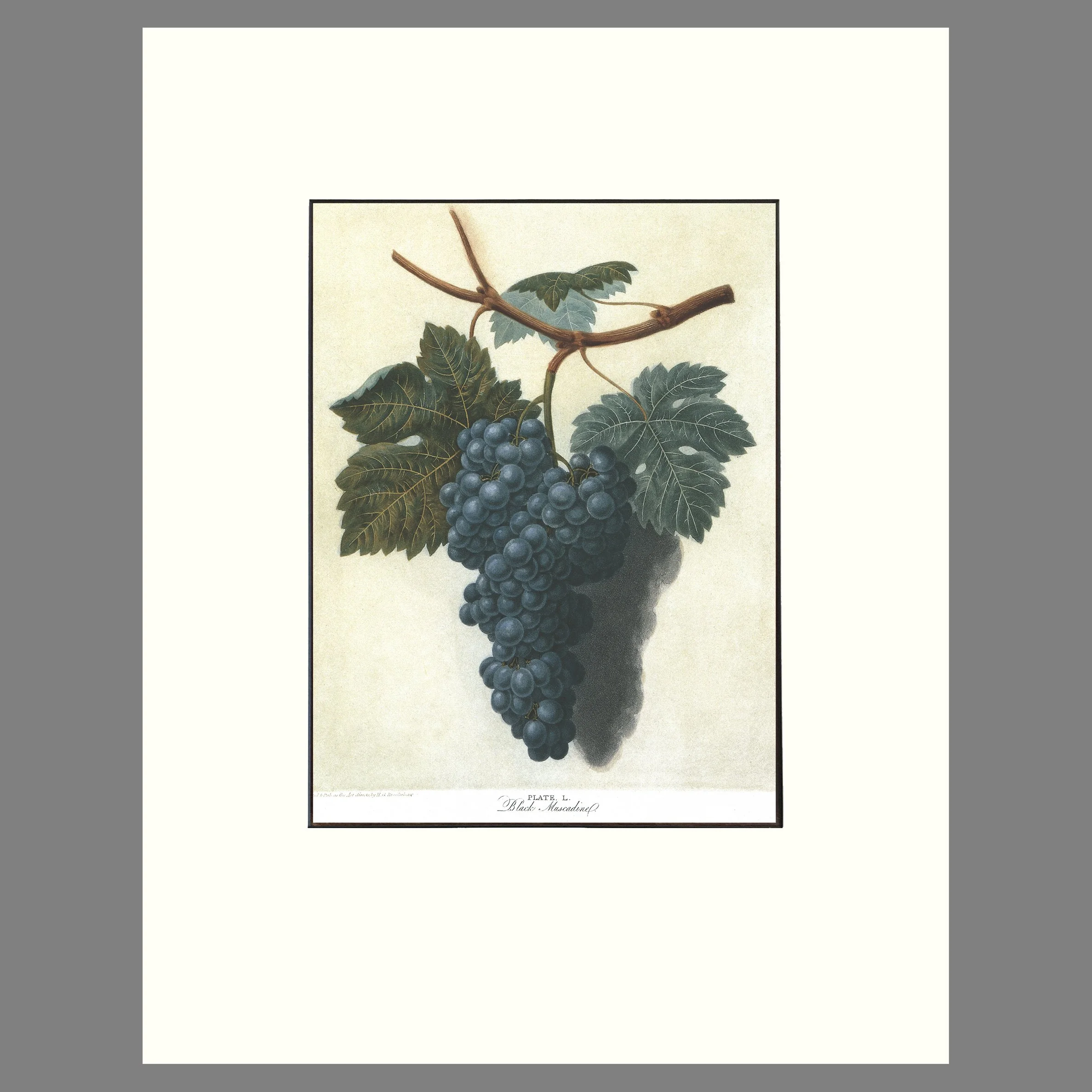 Grapes, Black Muscadine - Matted Botannical Print - Brookshaw, Pomona Britannica - Plate 50 - 14 x 18 Inches
