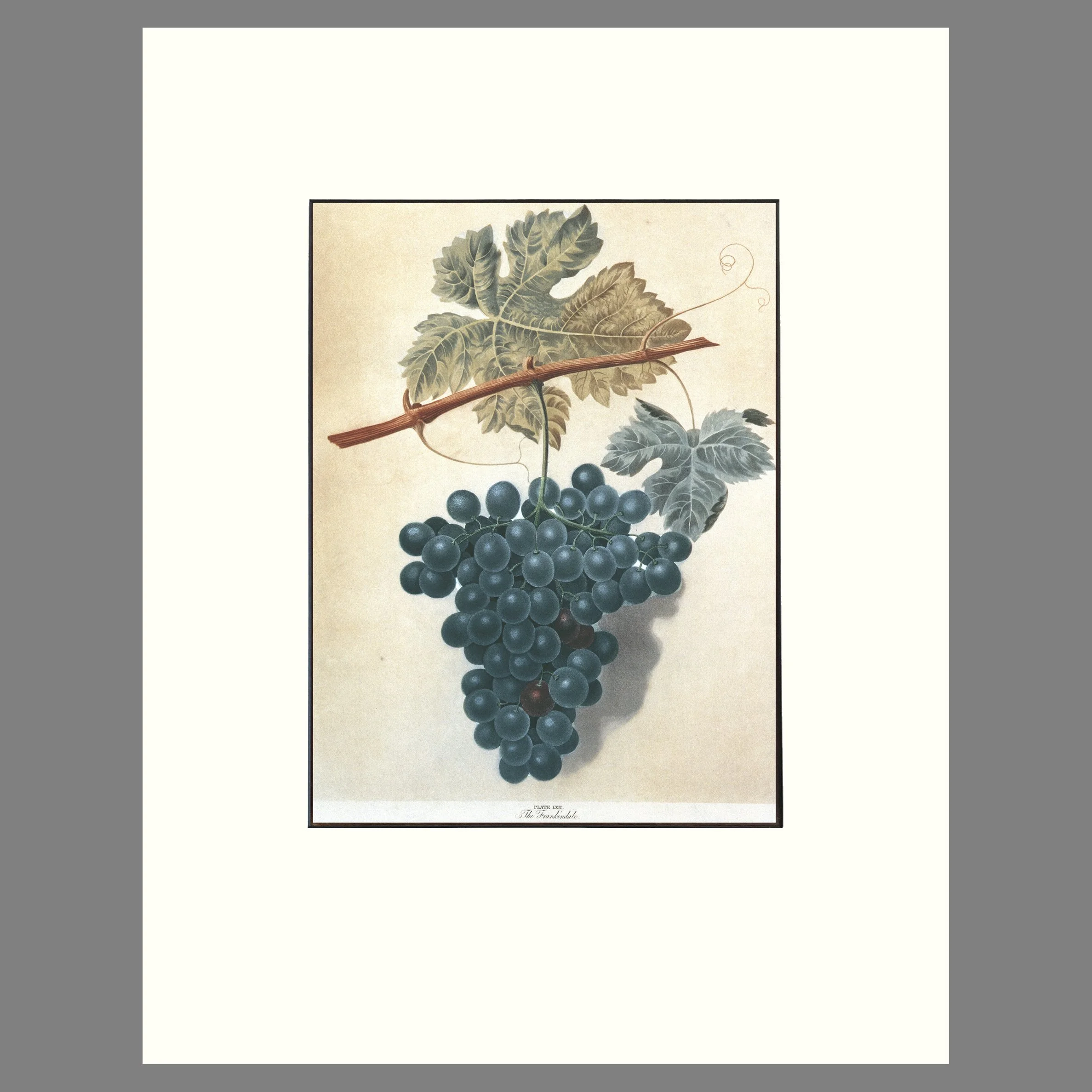 Grapes, Frankindale - Matted Botannical Print - Brookshaw, Pomona Britannica - Plate 62 - 14 x 18 Inches