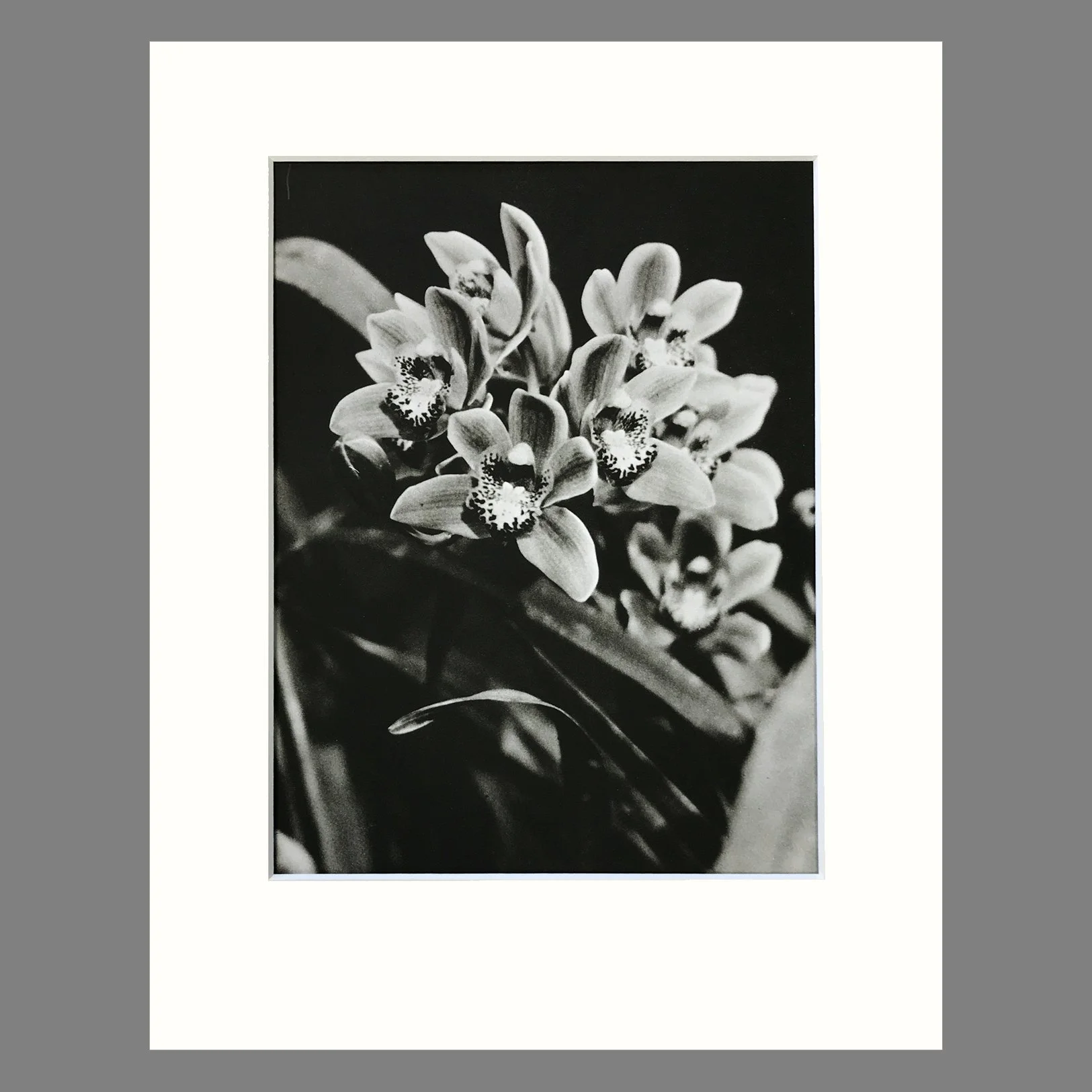 Plate 114 - Cymbidium 11 x 14.jpg