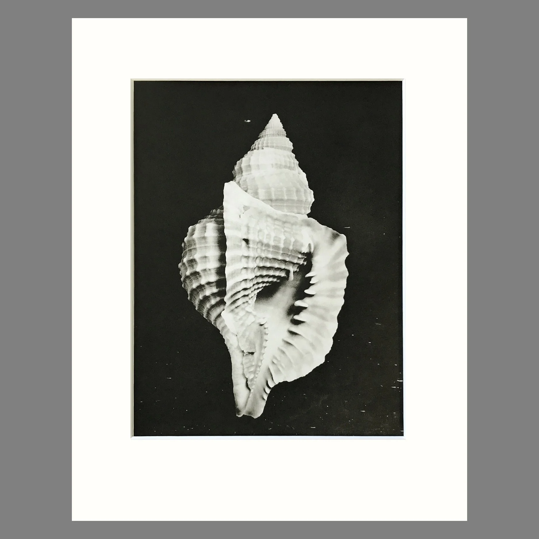Black and White Shell Photograph - Distorsio Shell Plate 52 - 11 x 14 Matted Print