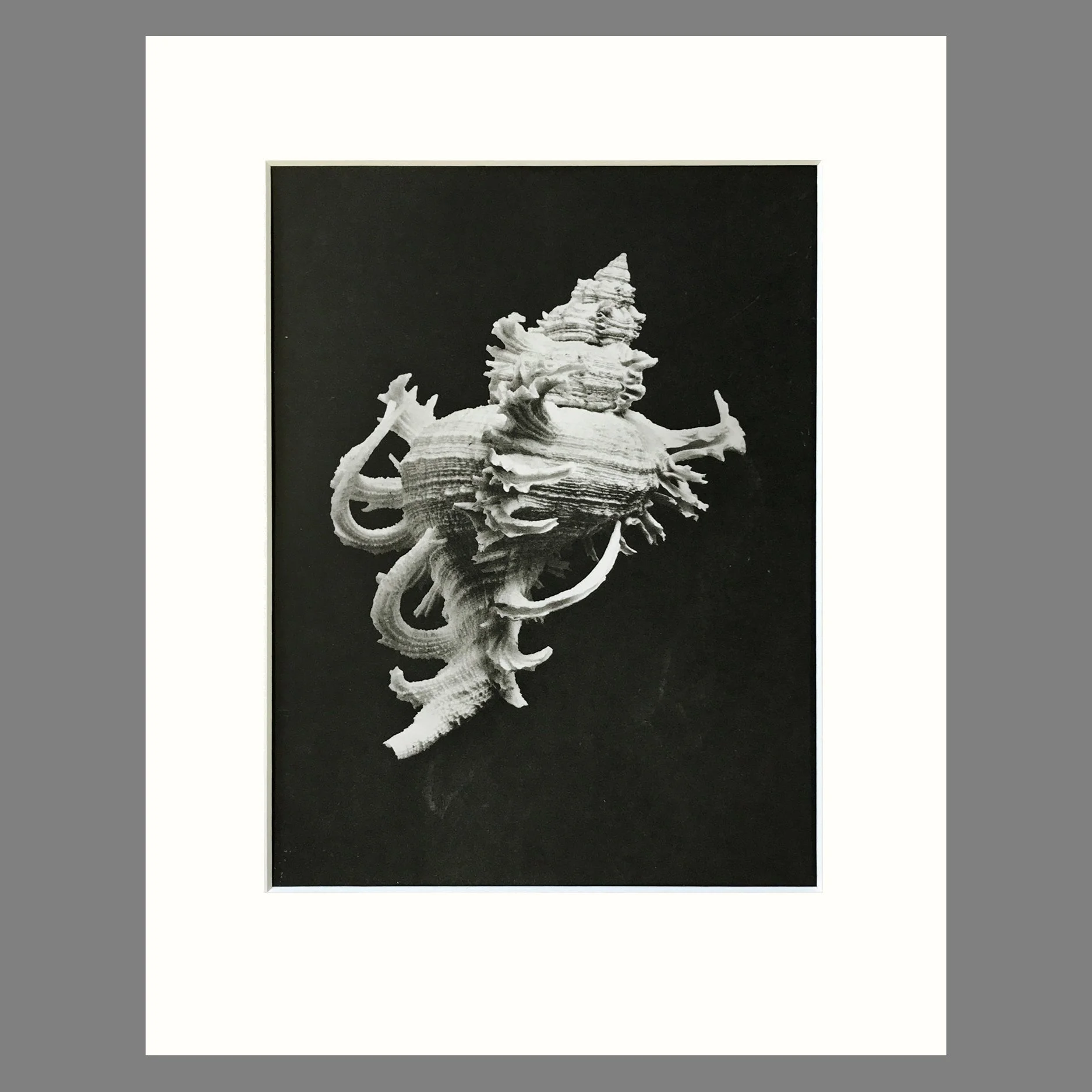 Black and White Shell Photograph - Murex Shell Plate 65 - 11 x 14 Matted Print