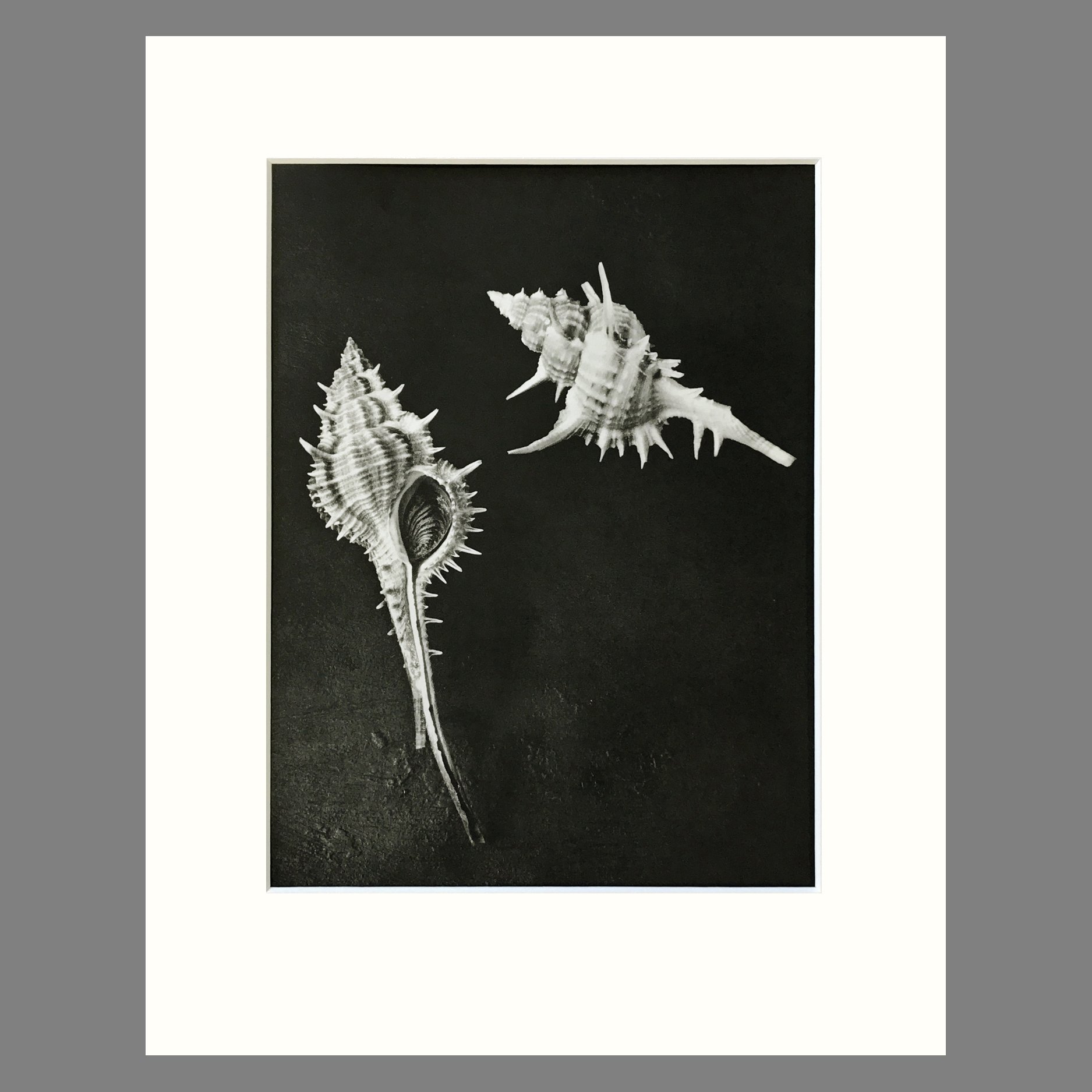 Black and White Shell Photograph - Murex Shell Plate 71 - 11 x 14 Matted Print