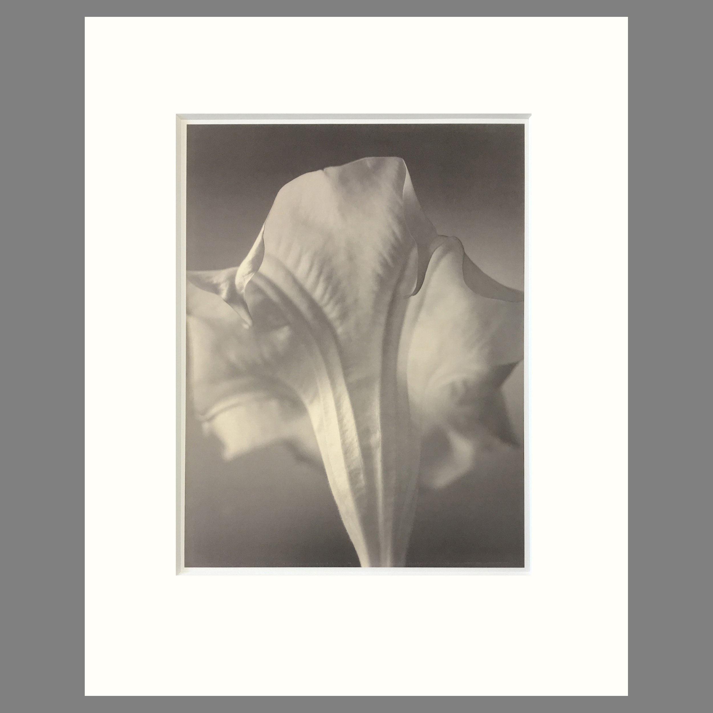 Brugmansia (Angel's Trumpet) - Matted Flower Print - Tom Baril Photograph- Plate 50 Botanica - 16 x 20 Inches