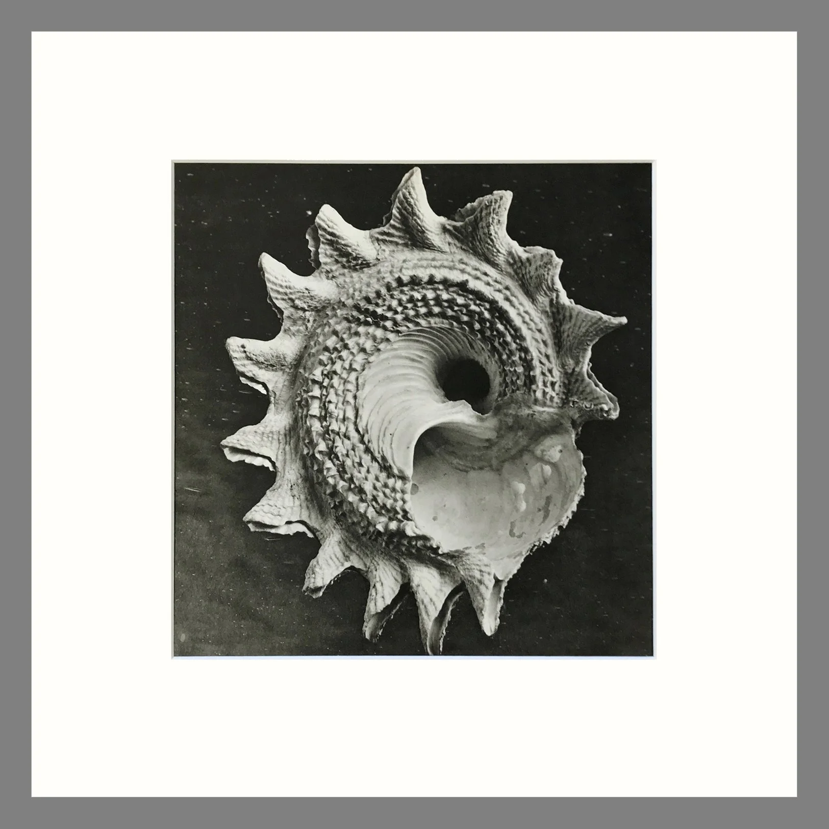 Black & White Shell Photograph - Helotropium Shell Plate 8L - 16 x 16 Matted Print