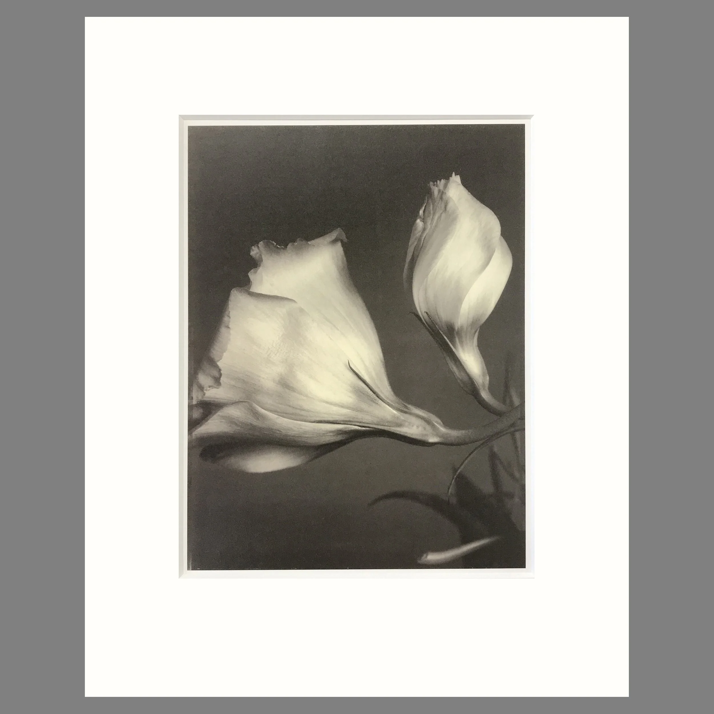 Lisianthus - Matted Flower Print - Tom Baril Photograph - Plate 59 Botanica - 16 x 20 Inches