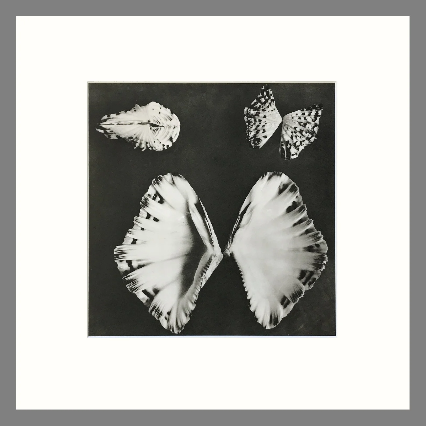 Black & White Shell Photograph - Bear Claw Clam Shell Plate 166L - 16 x 16 Matted Print