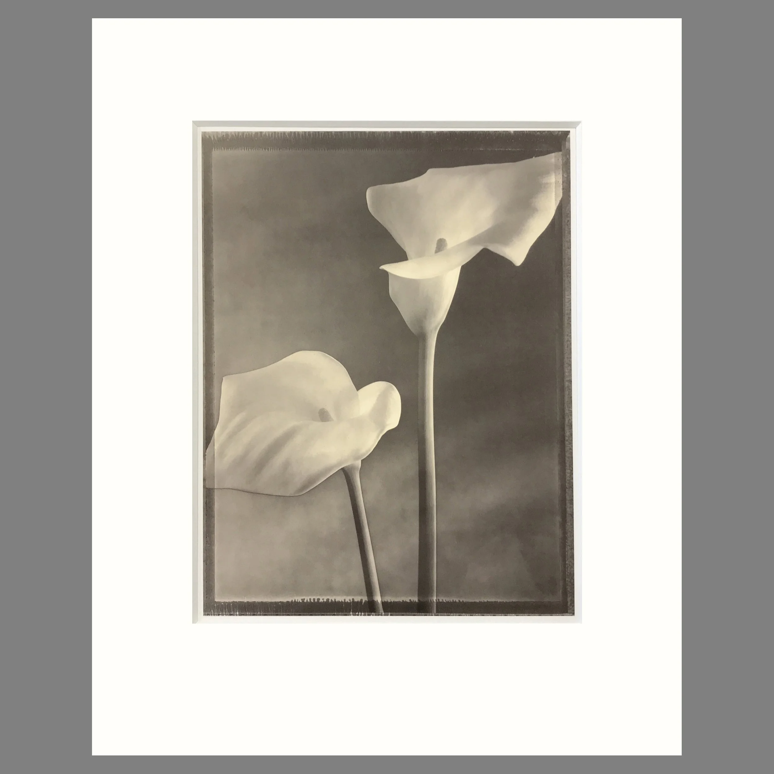 Calla Lilies, Solarized - Matted Flower Print - Tom Baril Photograph - Plate 17 Botanica - 16 x 20 Inches