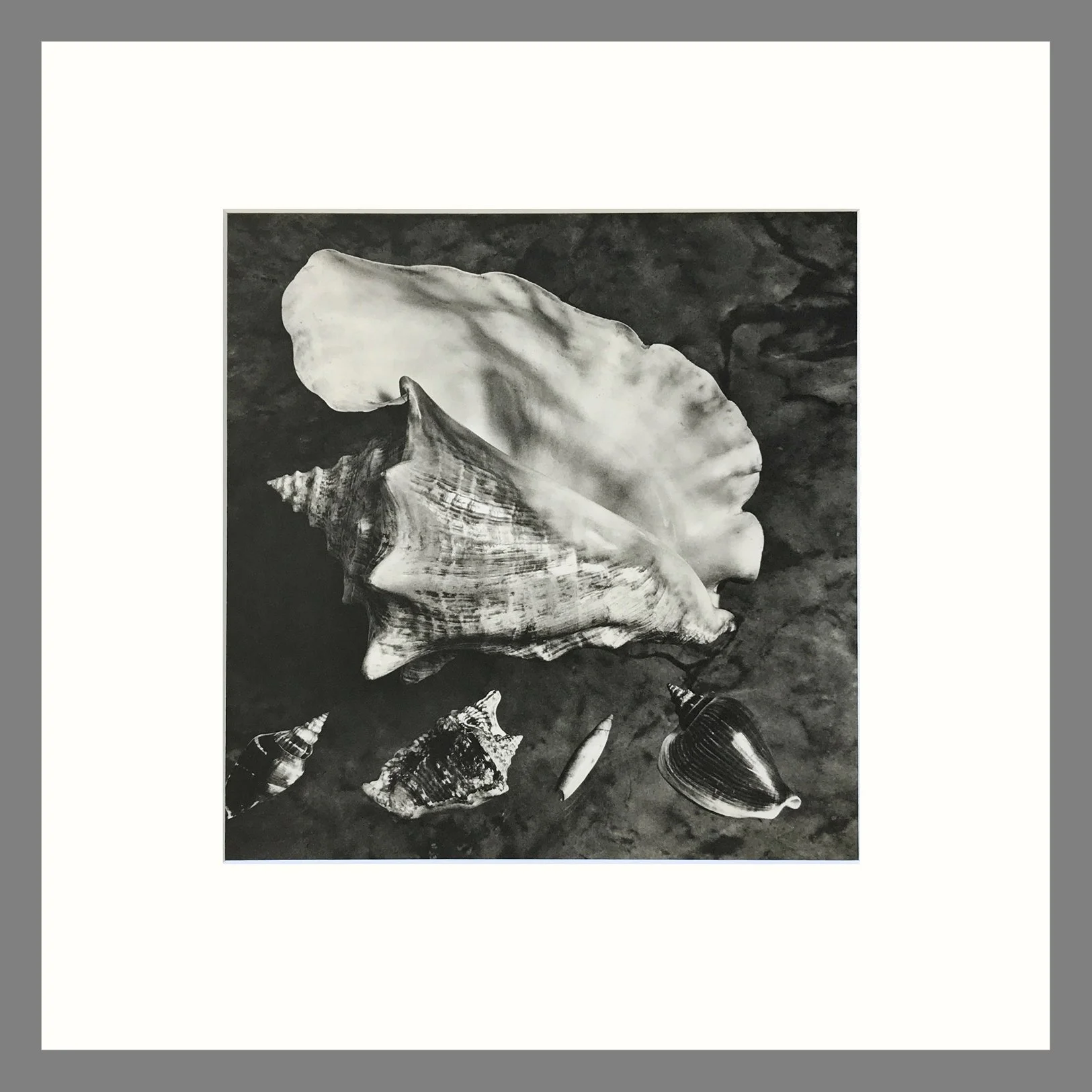 Black & White Shell Photograph - Queen Conch Shell Plate 23 - 16 x 16 Inch Matted Print