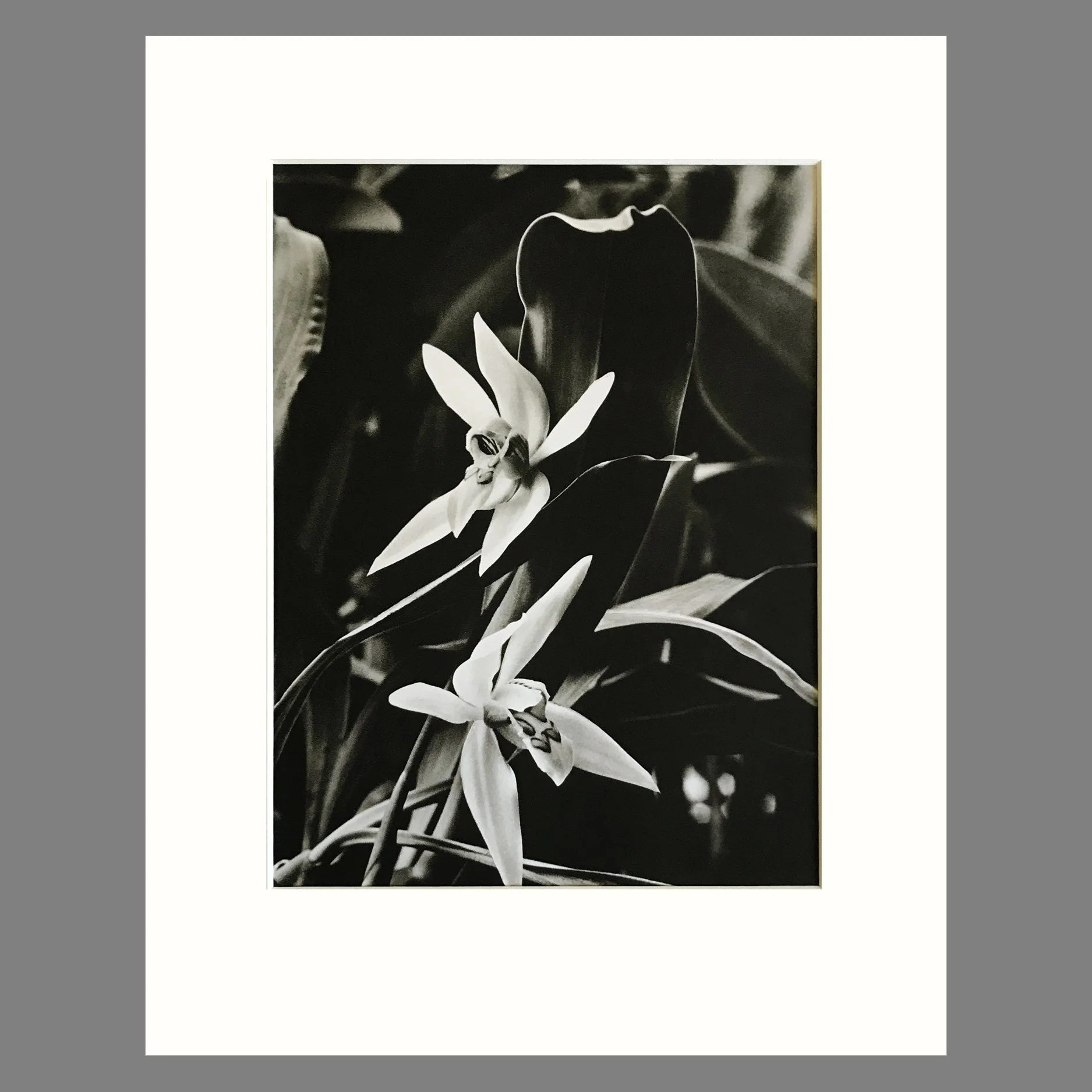 Black and White Orchid Photogravue - Coelogyne Orchid Plate 32 - 11 x 14 Matted Print
