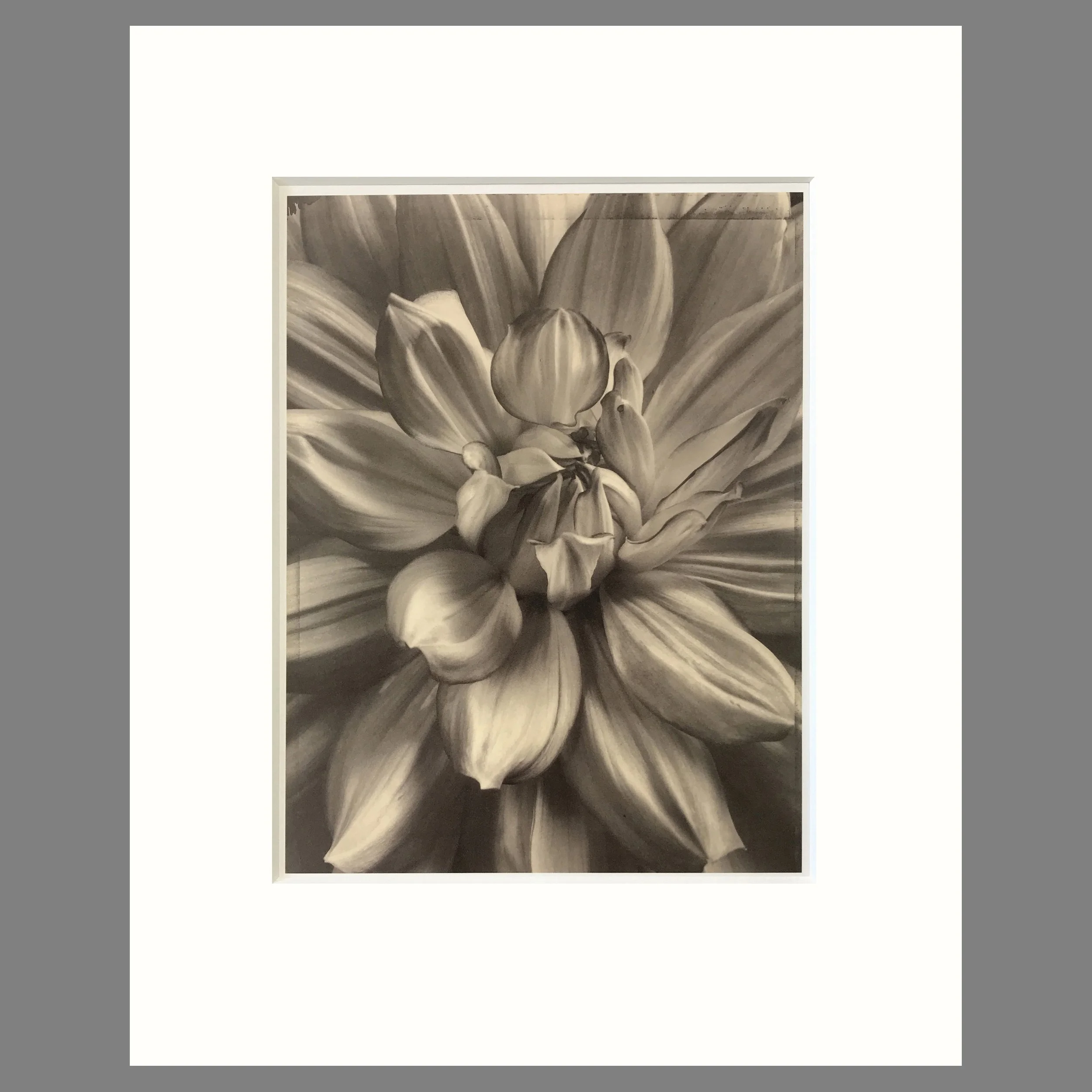 Dahlia - Matted Flower Print - Tom Baril Photograph - Plate 5 Botanica - 16 x 20 Inches