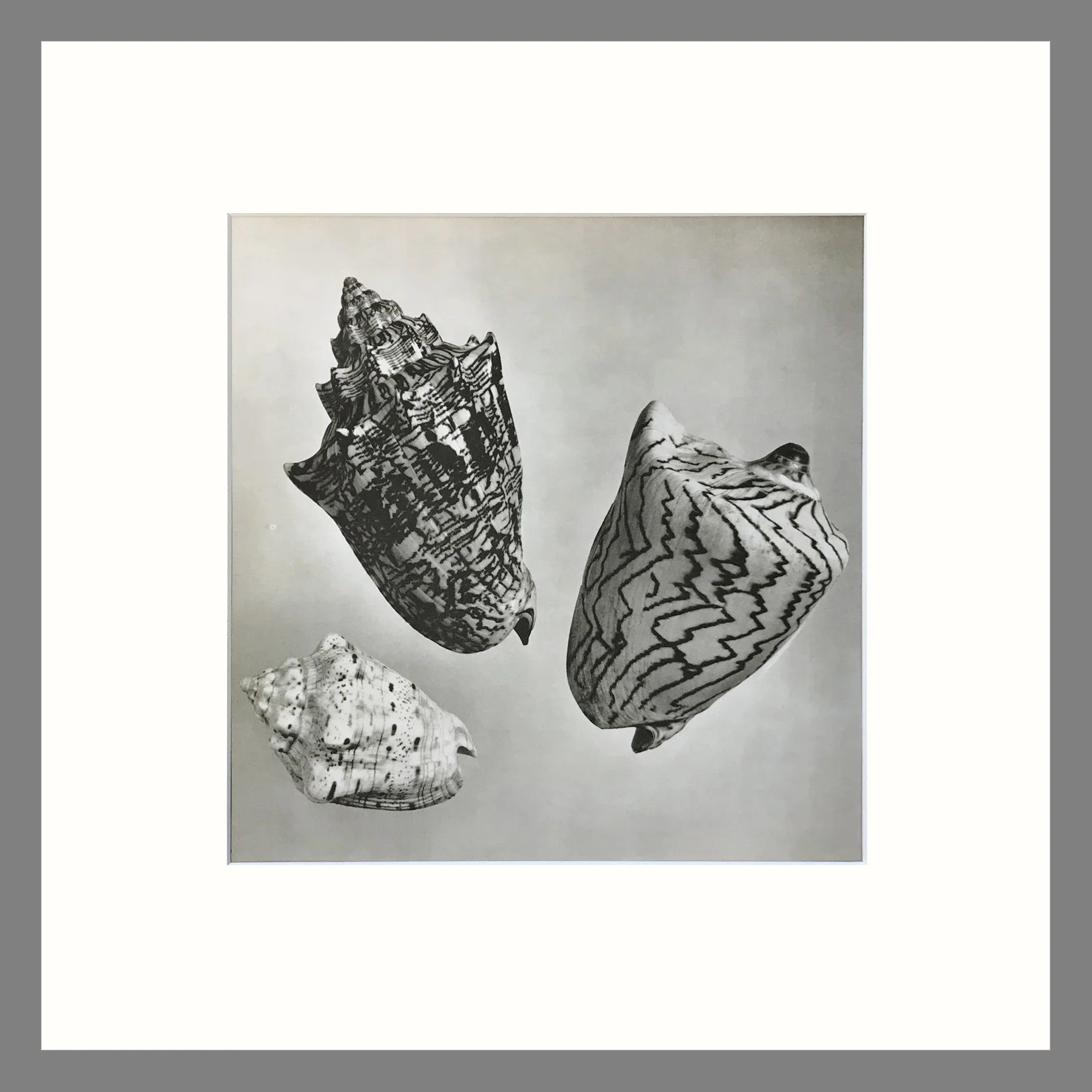 Black & White Shell Photograph - Volute Shells Plate 119 - 16 x 16 Matted Print