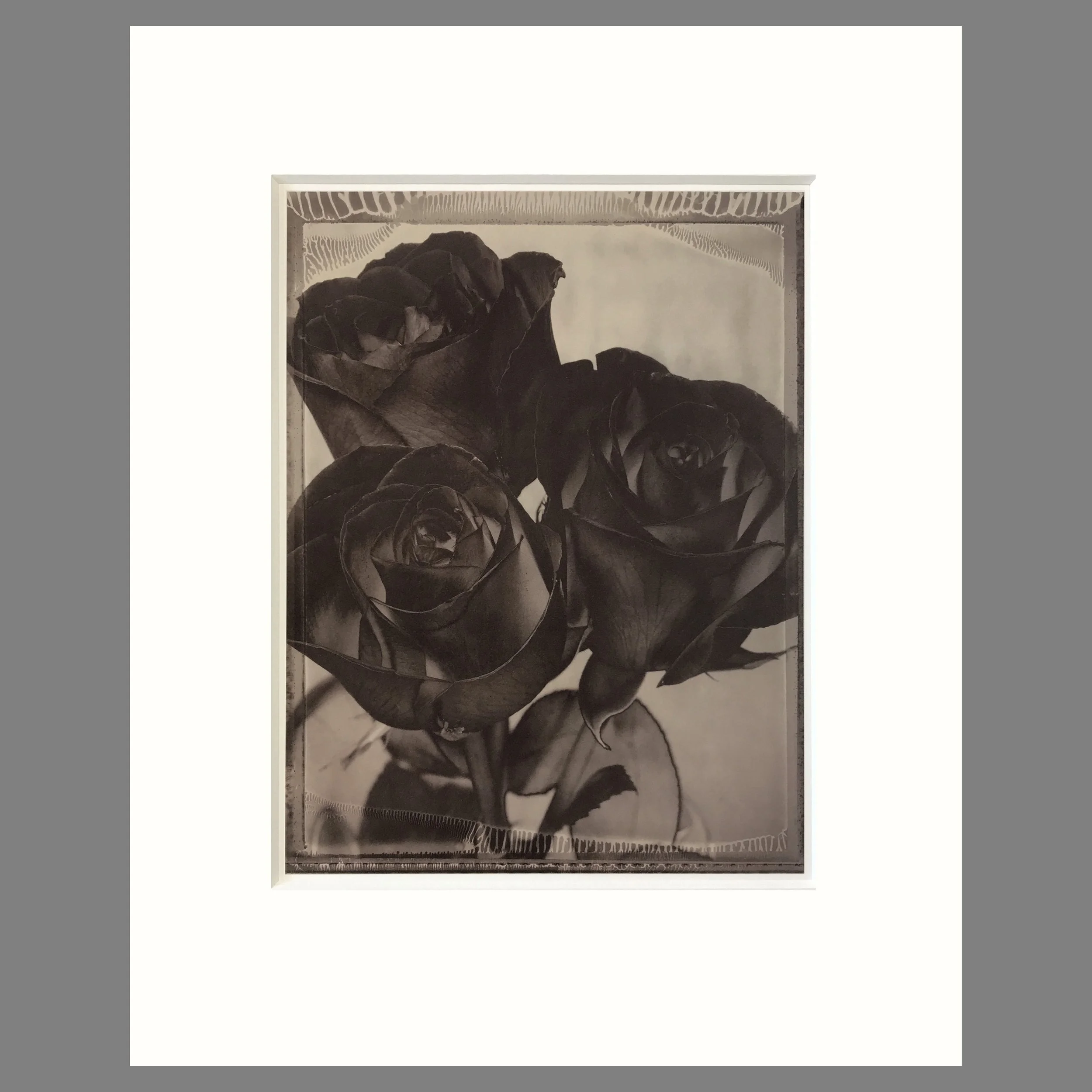 Roses - Matted Flower Print - Tom Baril Photograph - Plate 49 Botanica - 16 x 20 Inches