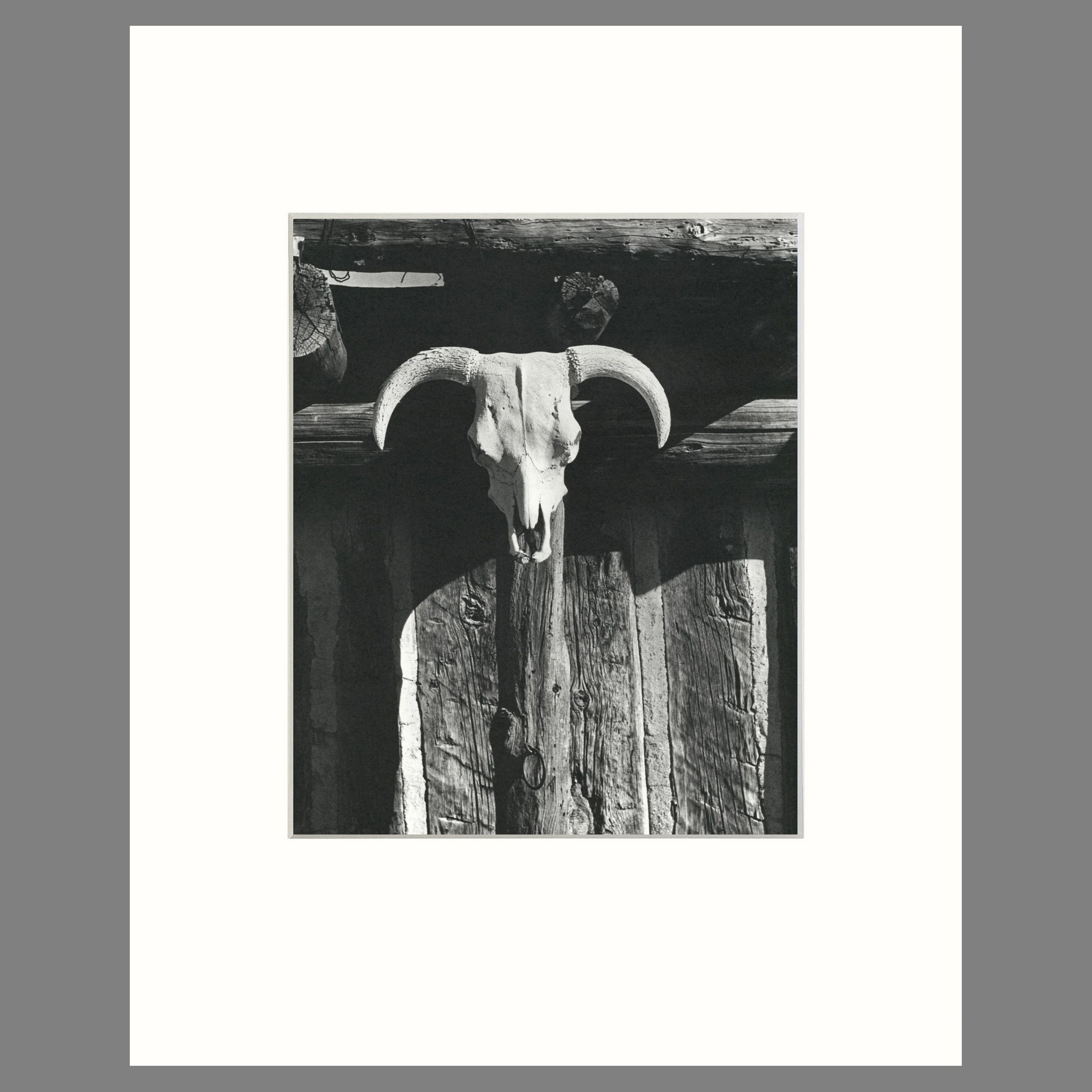 Cow Skull, Santa Fe, New Mexico - Todd Webb Photograph - 16 x 20 Matted Print