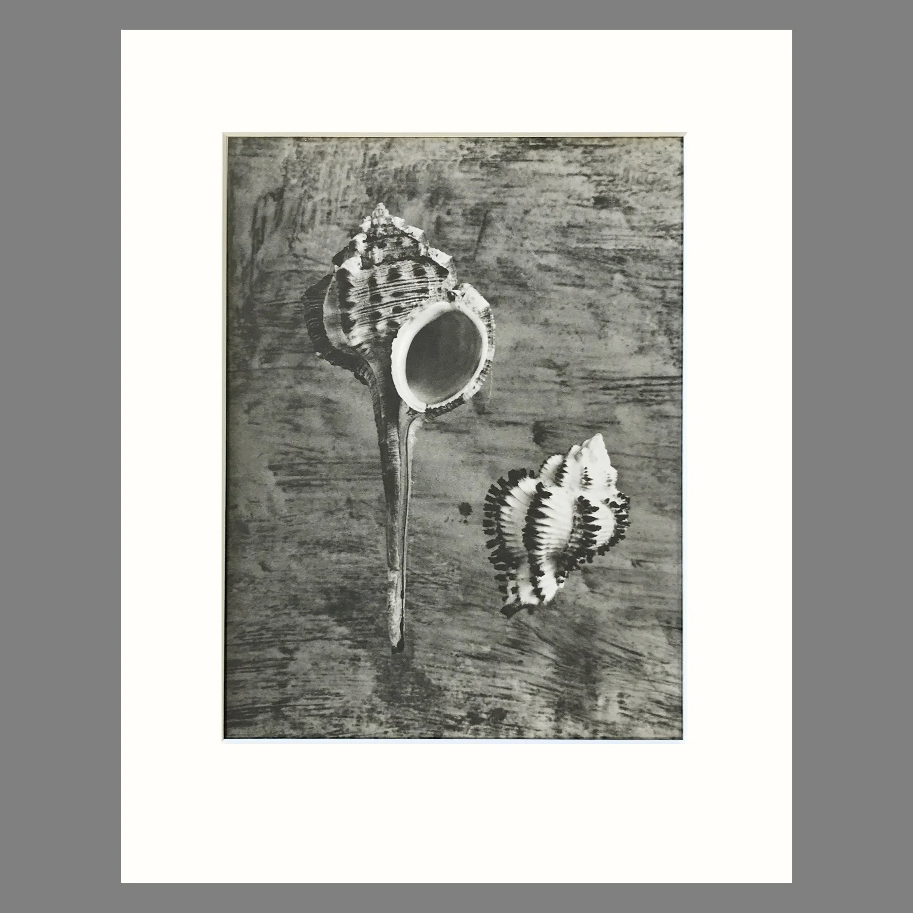 Black and White Shell Photograph - Murex Shell Plate 76 - 11 x 14 Matted Print