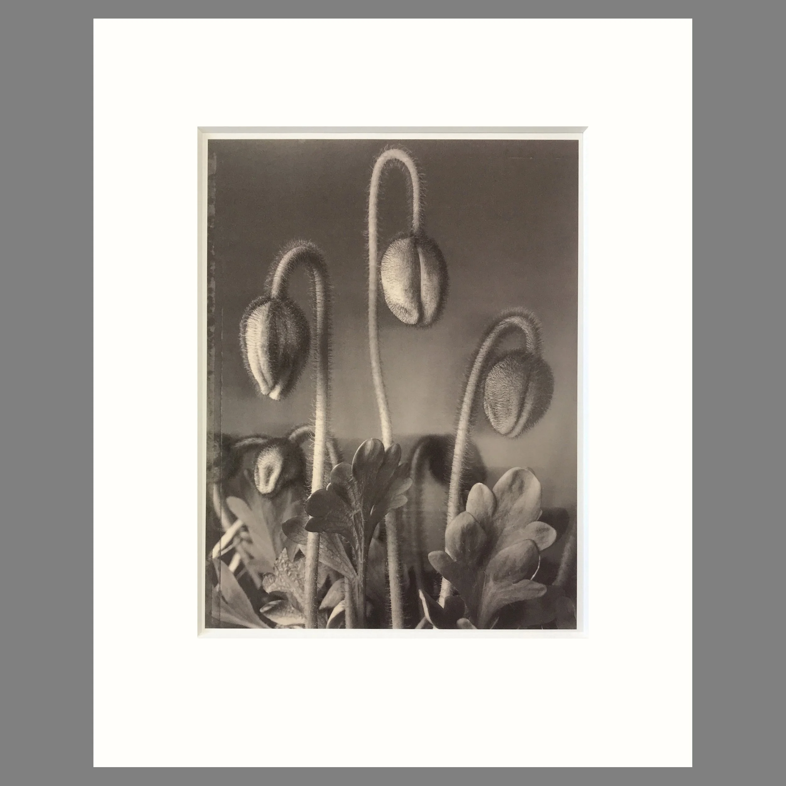 Alpine Poppies - Matted Flower Print - Tom Baril Photograph - Plate 6 Botanica - 16 x 20 Inches