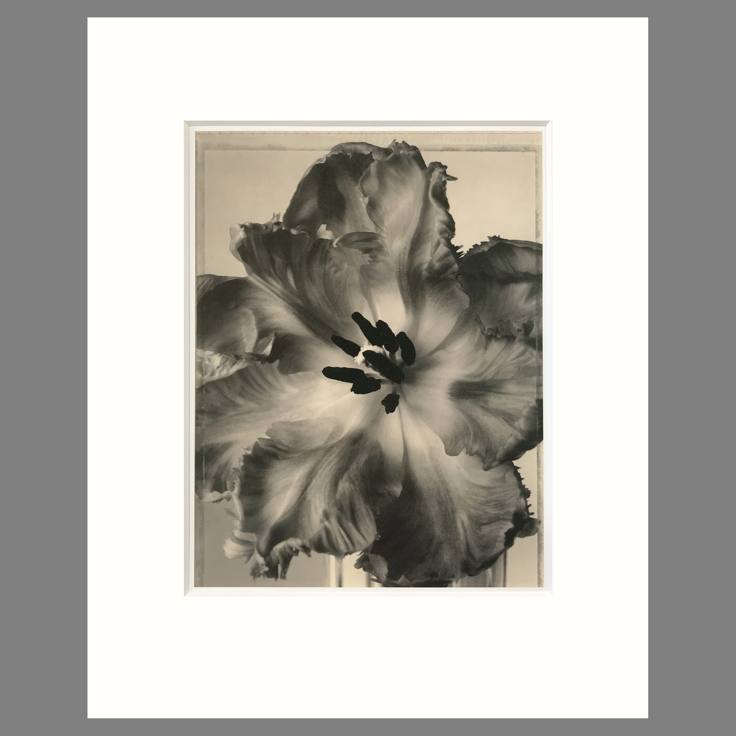 Parrot Tulip - Matted Flower Print - Tom Baril Photograph - Plate 20 Botanica - 16 x 20 Inches