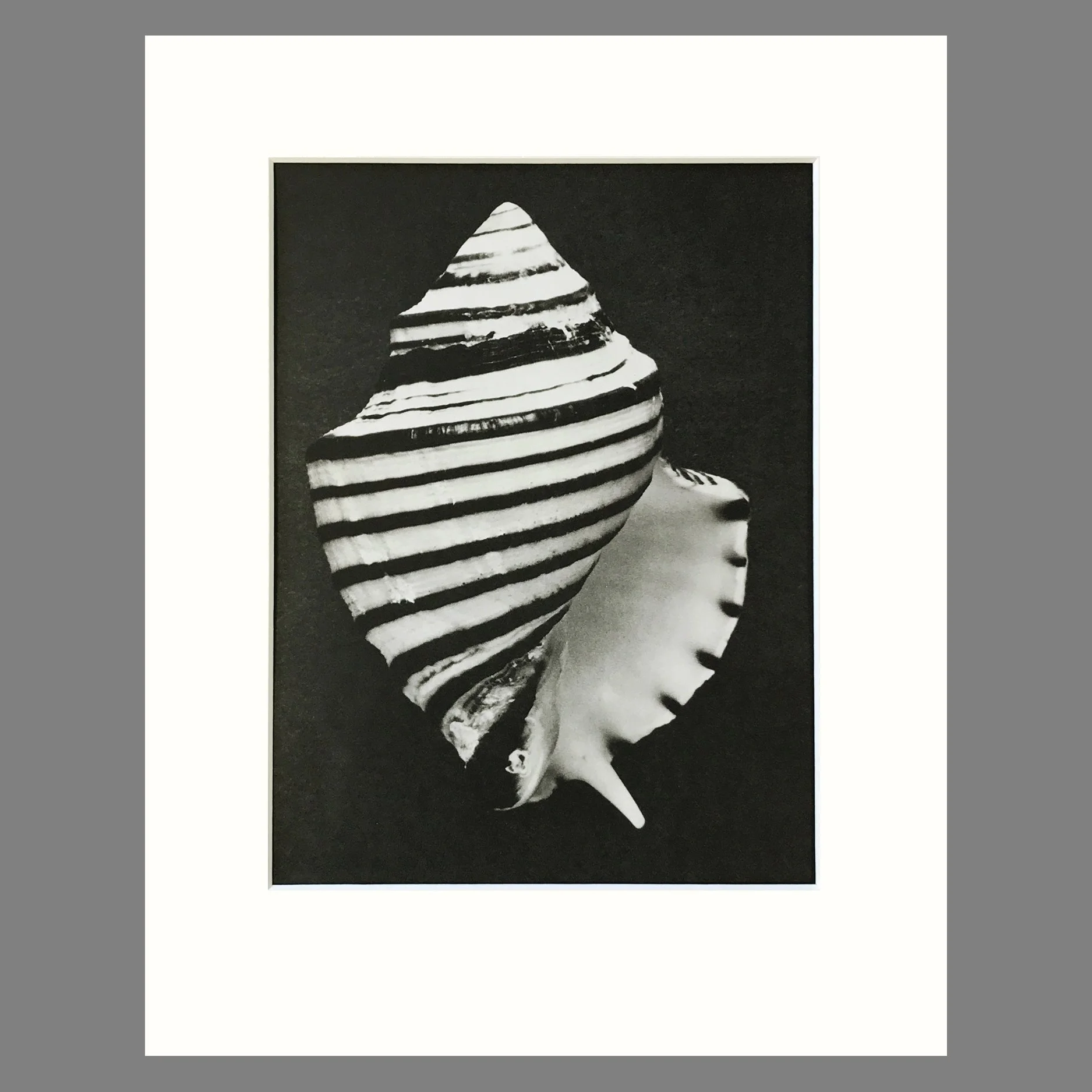 Black and White Shell Photograph - Opeatostoma Shell Plate 96 - 11 x 14 Inch Matted Print